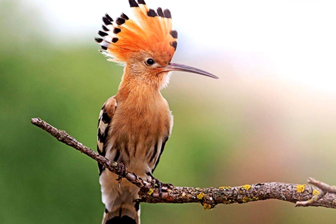 1110x740 The Hoopoe HD Wallpaper, Desktop