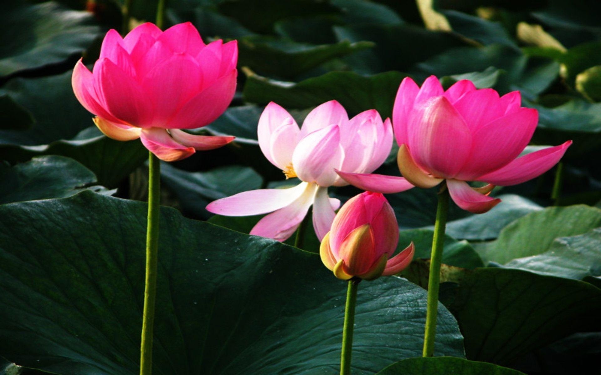 1920x1200 Lotus Flower HD Wallpaper Wallpaper Inn, Desktop