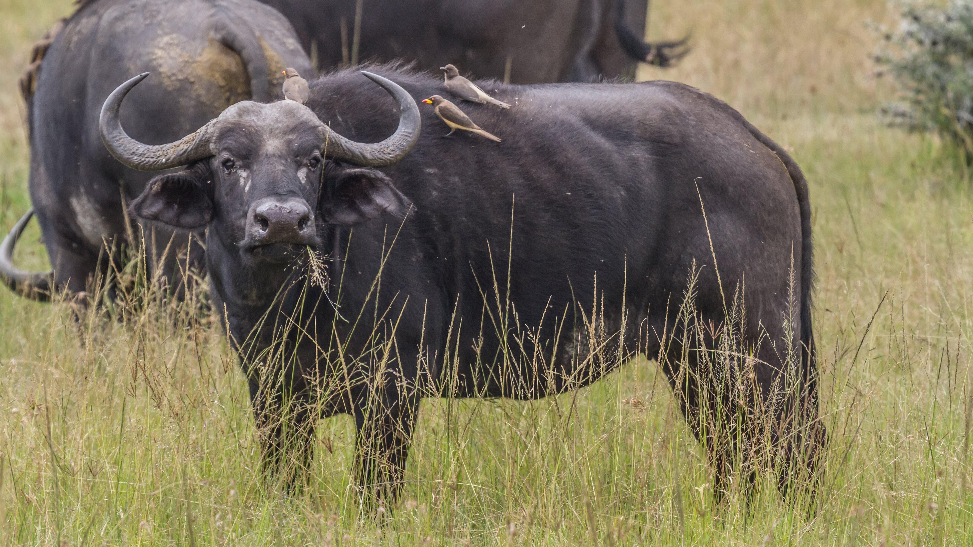 3840x2160 Buffalo Wallpaper, Picture, Desktop