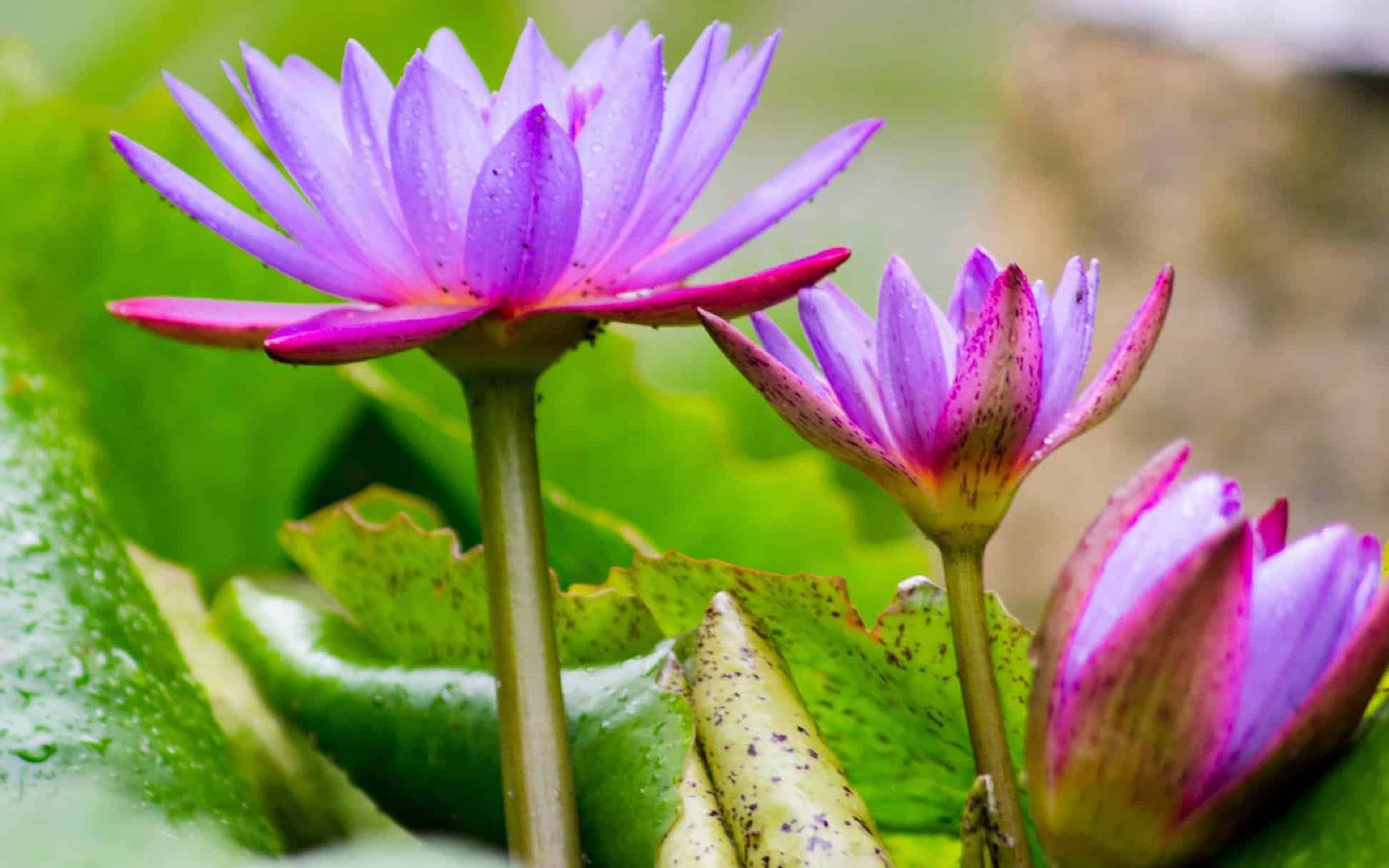 3840x2400 Lotus Flower With Bright Purple Color Flora Waterlily Leaf, Desktop