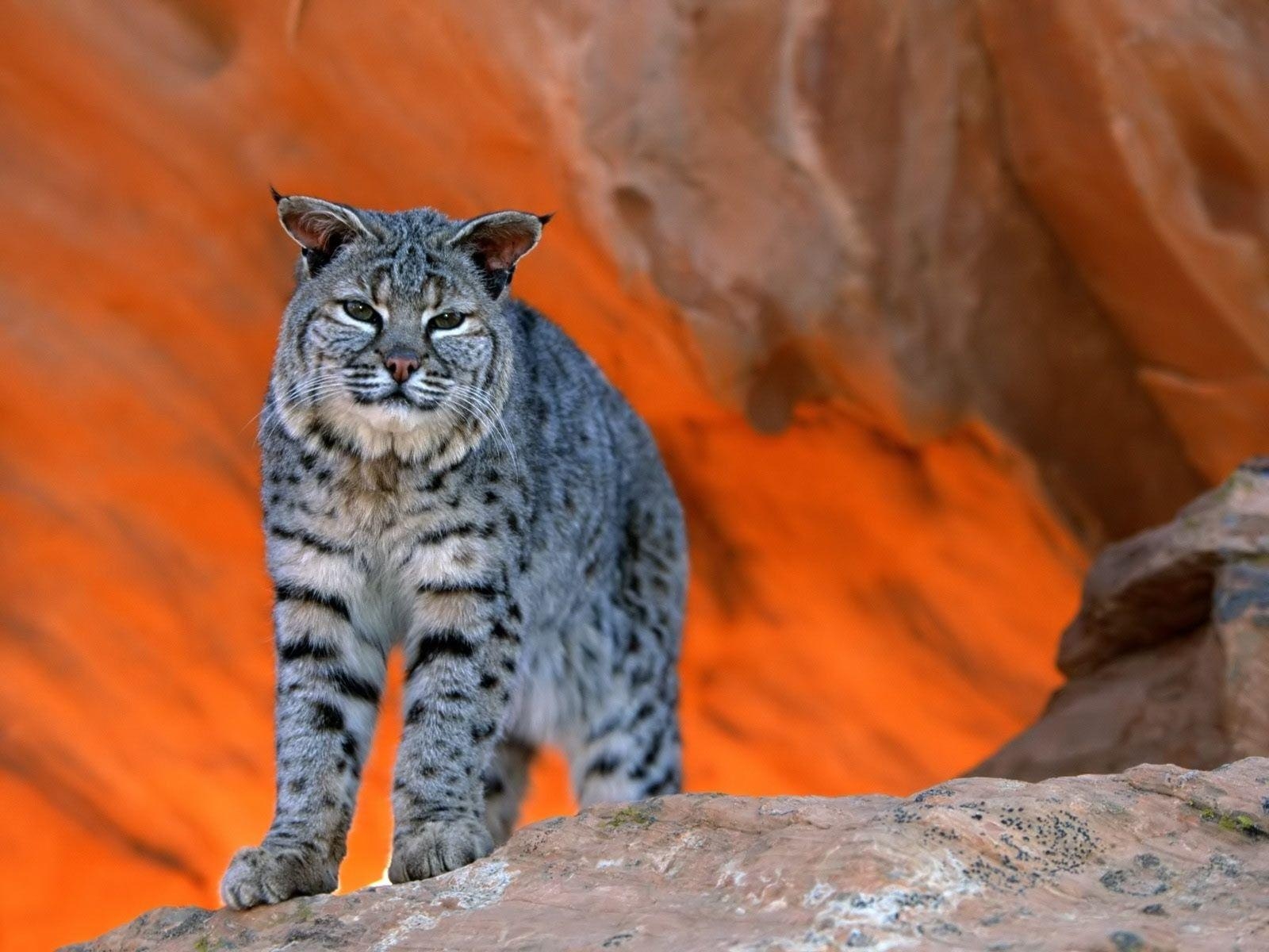 1600x1200 Bobcat Wallpaper, Desktop