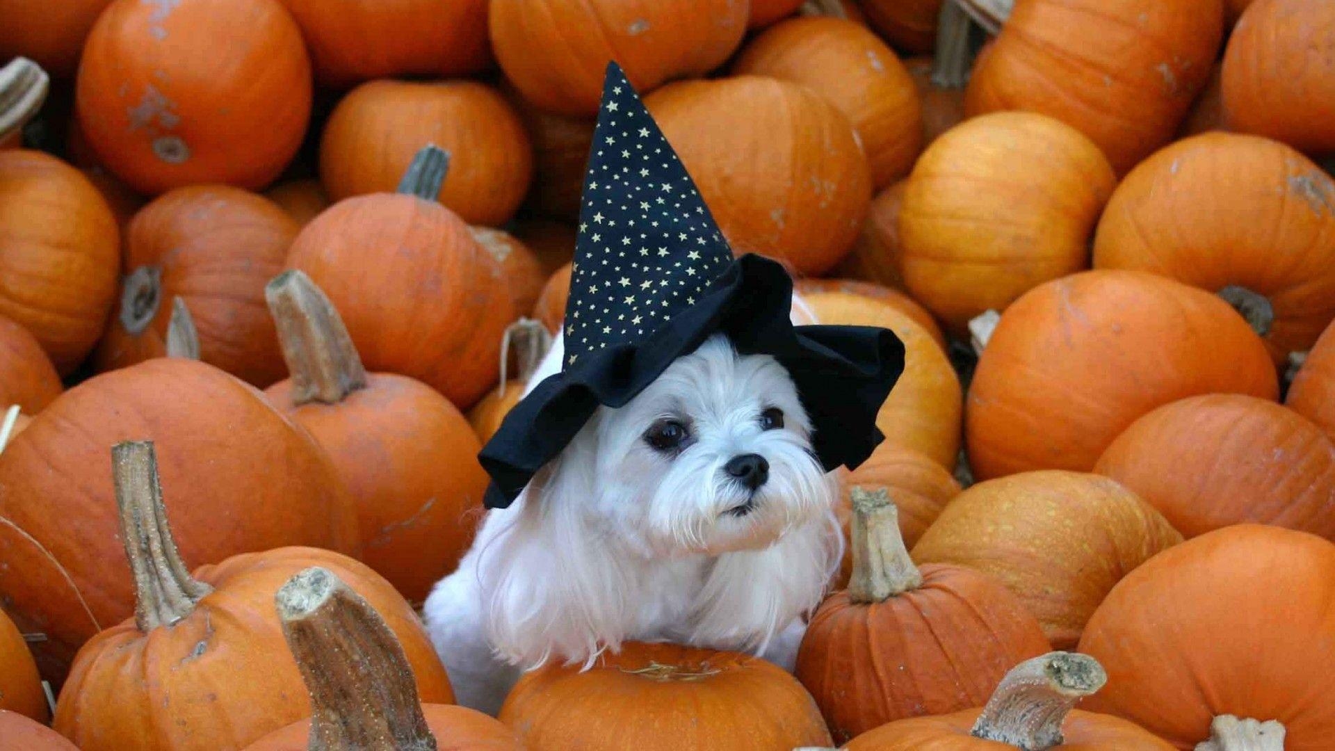 1920x1080 Simply: Im a sweet witch orange hat black dogs, Desktop