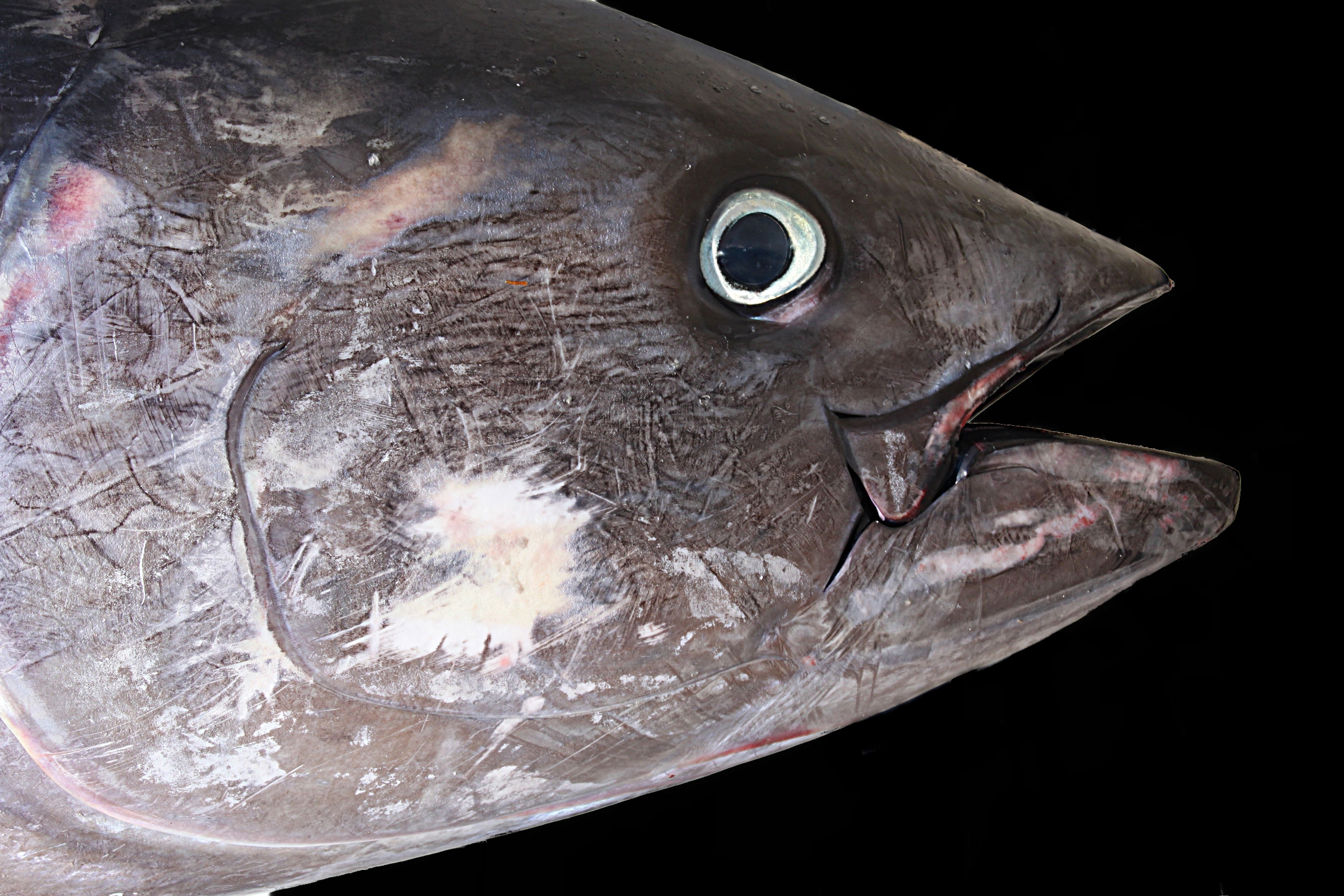 4760x3170 grey tuna fish free image, Desktop