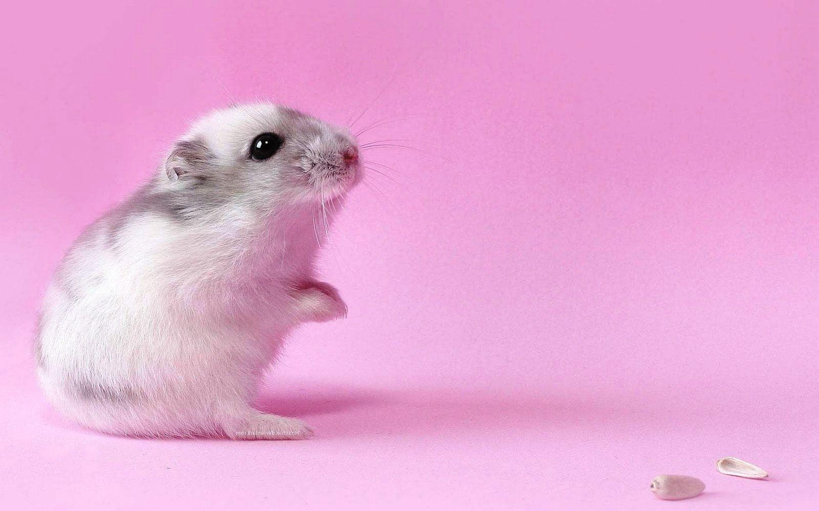 1600x1000 Hamster Wallpaper, FN21 HDQ Cover Wallpaper For Desktop And Mobile, Desktop