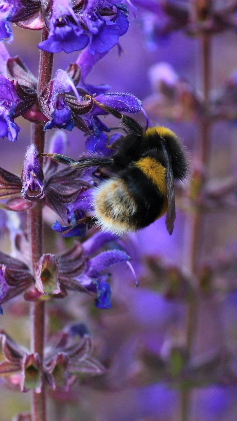 800x1420 Download wallpaper  bumble bee, bee, insect, purple, Phone