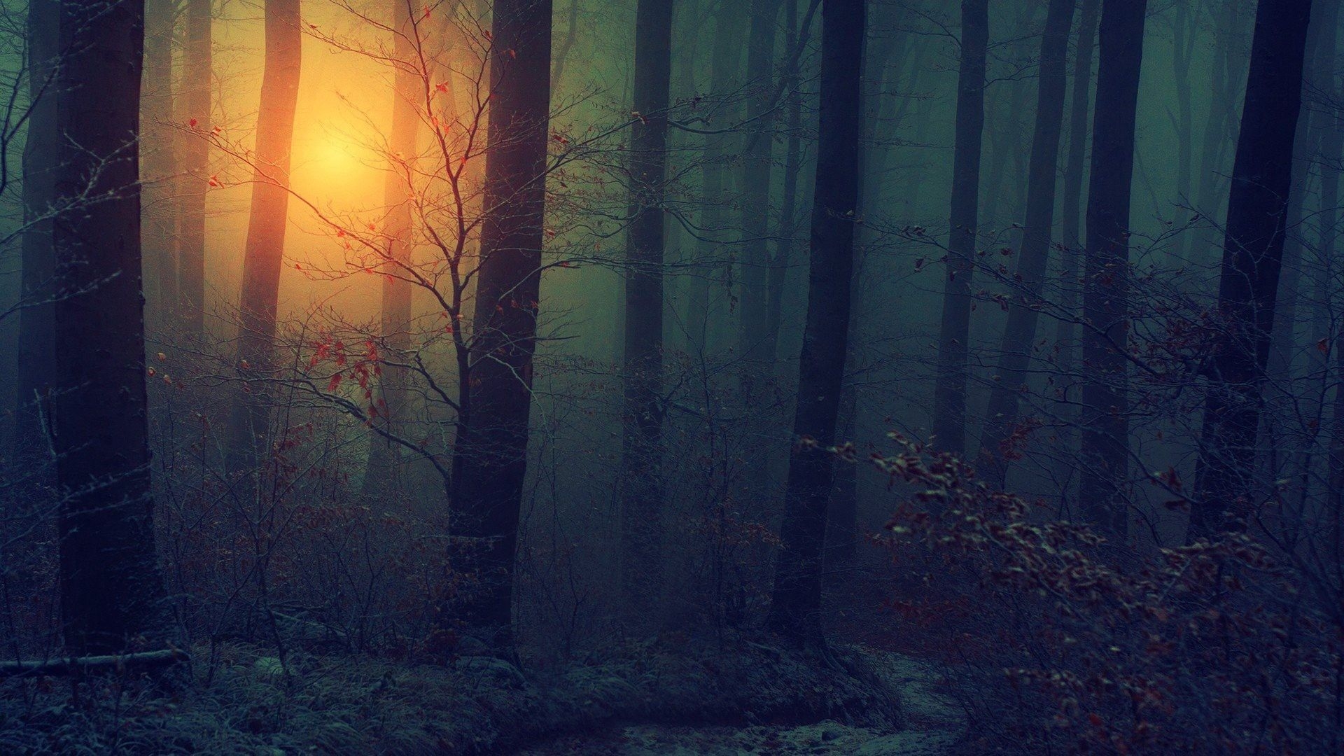 1920x1080 Fog Forest During Sunset HD Dark Aesthetic Wallpaper, Desktop