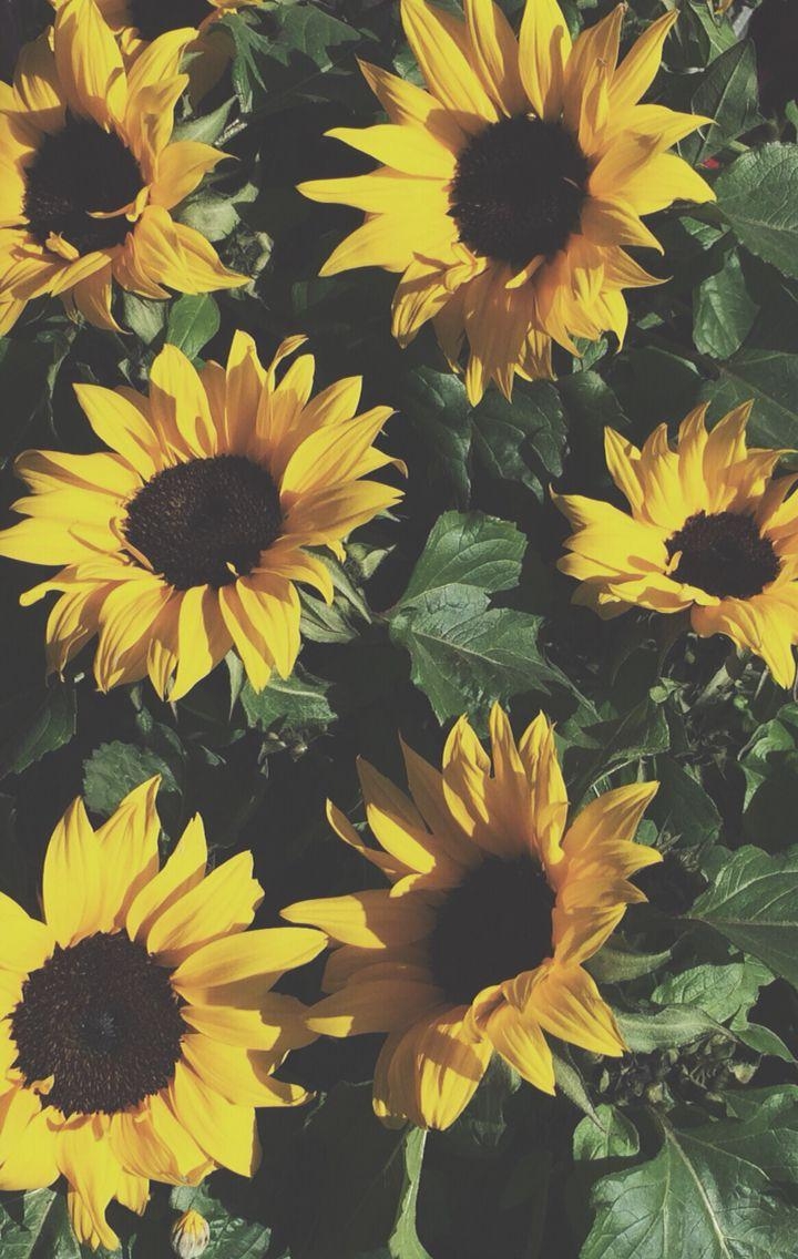 720x1140 Anniehallw ☻ Sunflower iPhone Wallpaper, Yellow Flowers, Phone