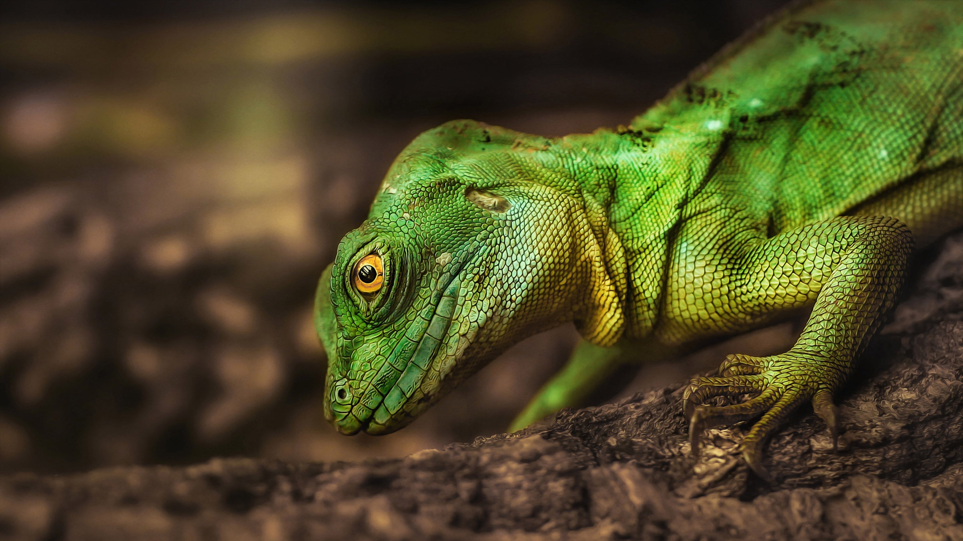 3840x2160 Reptile Green Iguana Anxious Looking Lizard From Game Iguana Known, Desktop