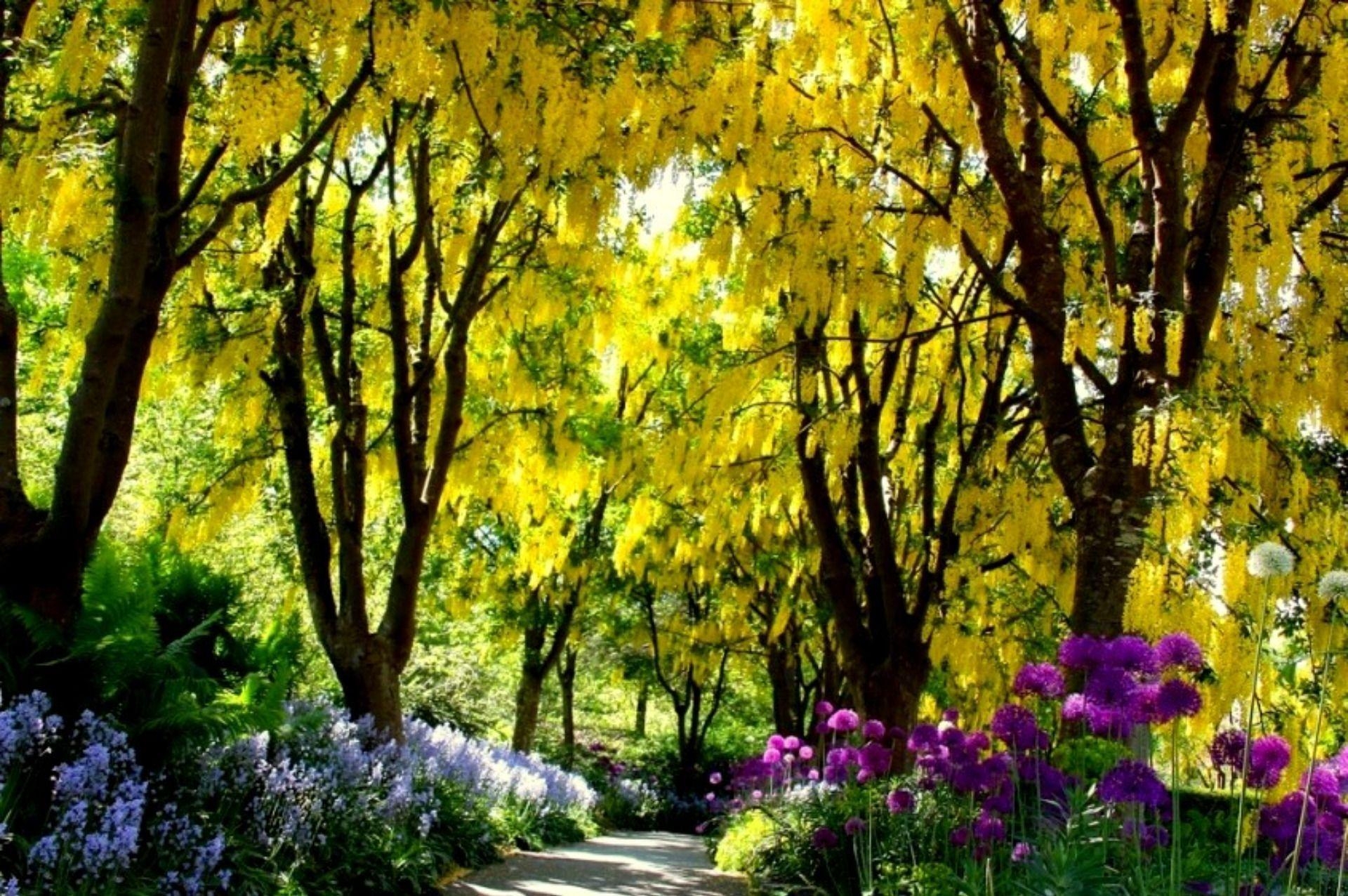 1920x1280 HD Wisteria Walkway Wallpaper, Desktop