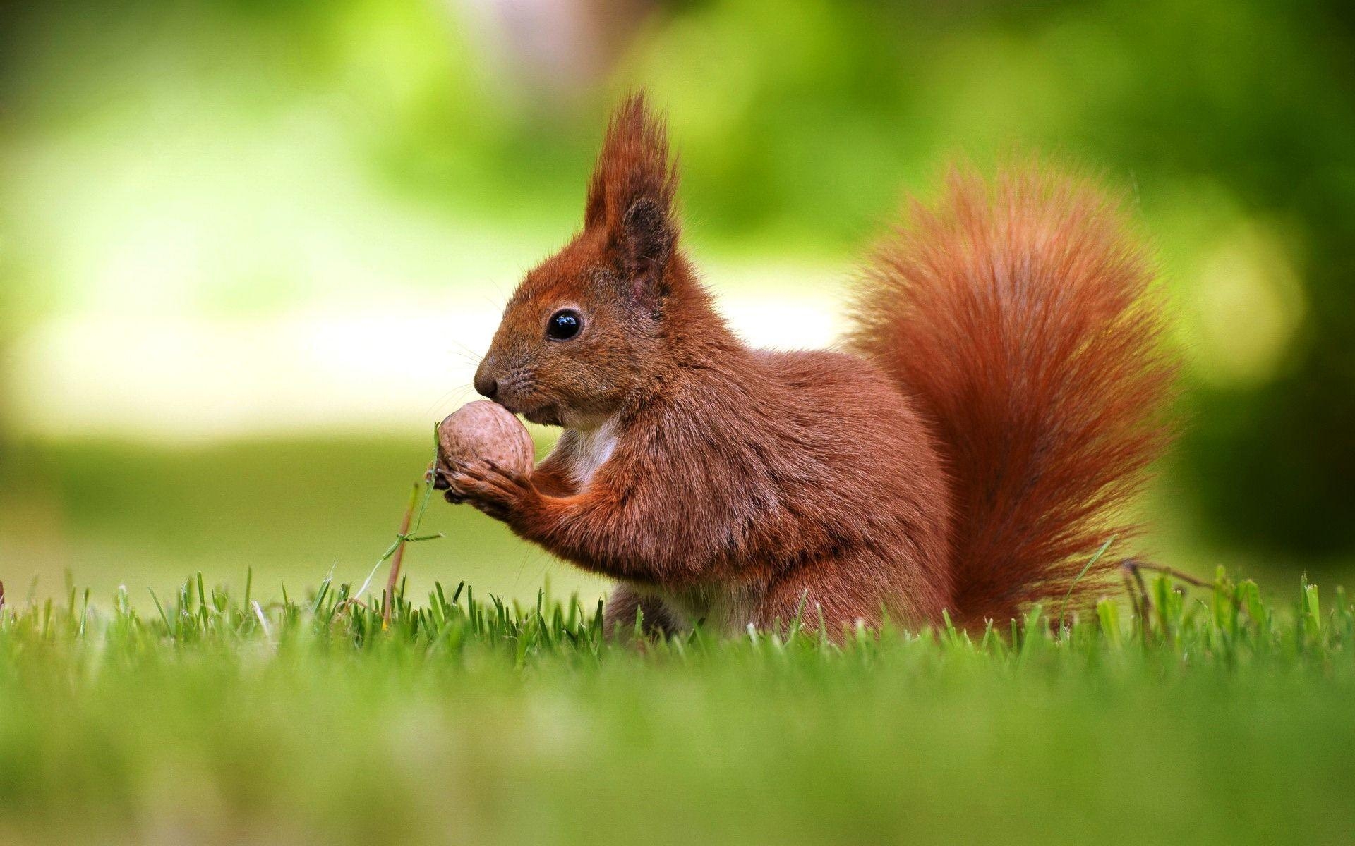 1920x1200 6789378 Fantastic Squirrel Wallpaper Transfer, Desktop