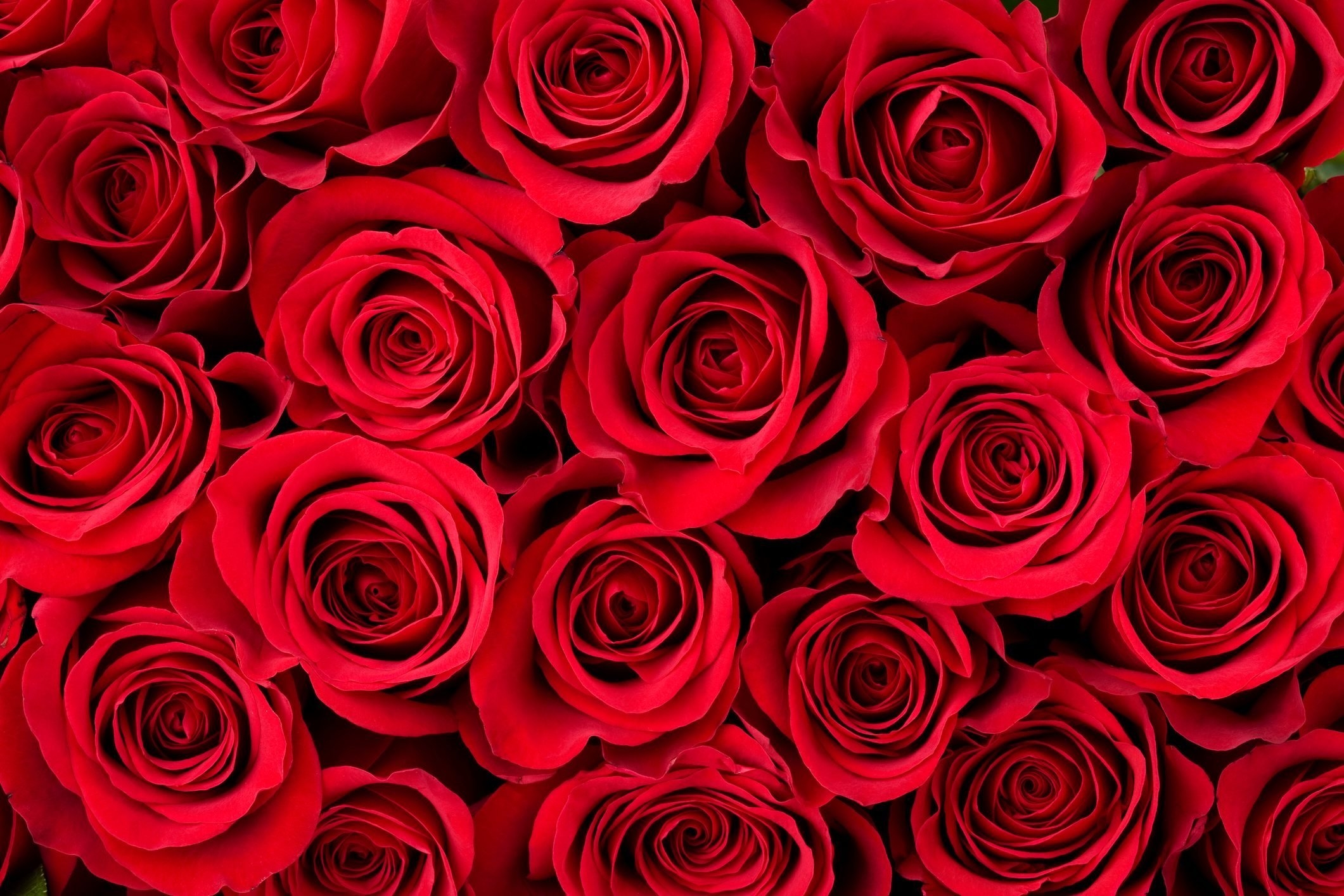 2130x1420 Valentine's Day Roses: A Popular Flower, Desktop