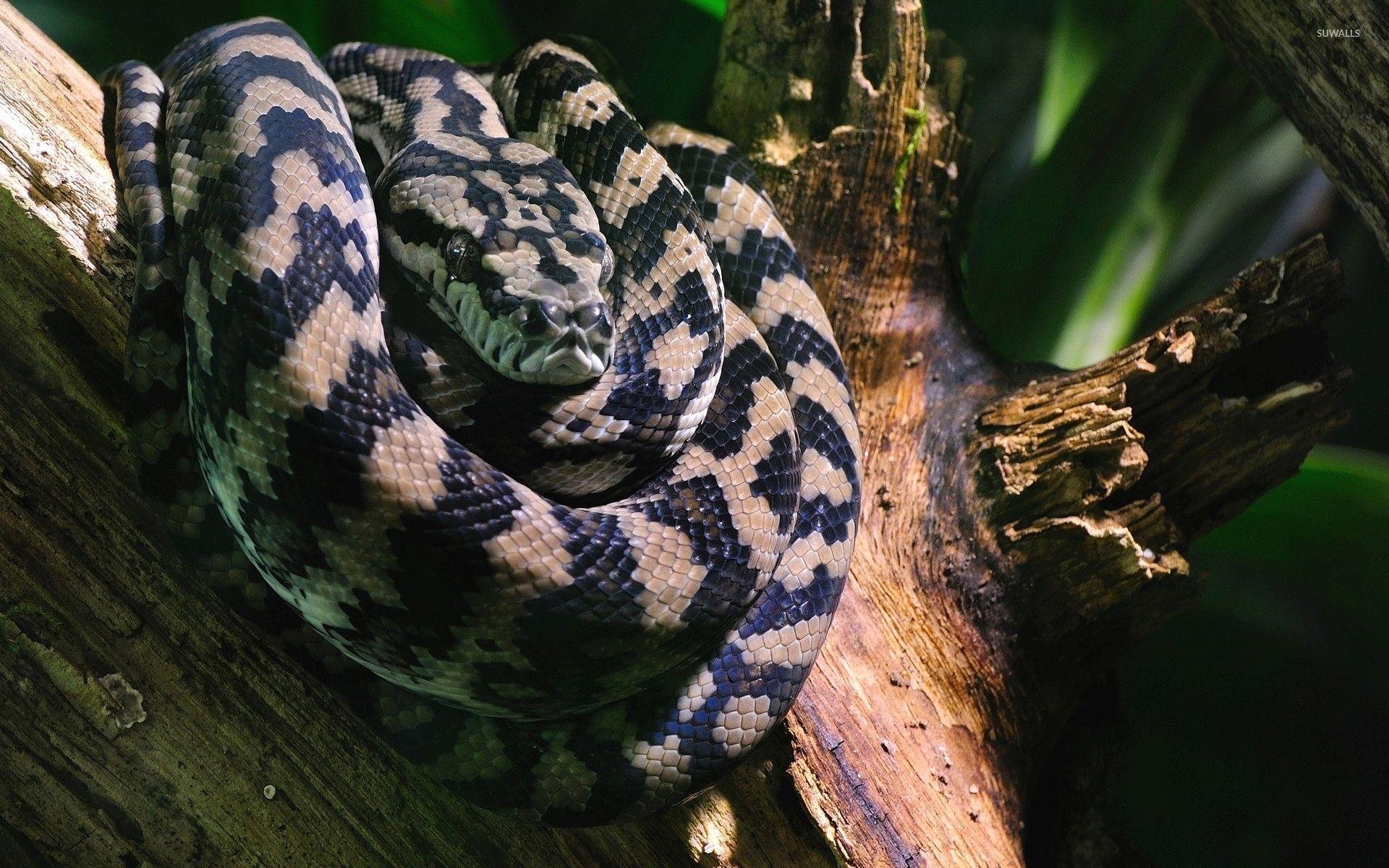 1920x1200 Boa constrictor on a tree log wallpaper wallpaper, Desktop