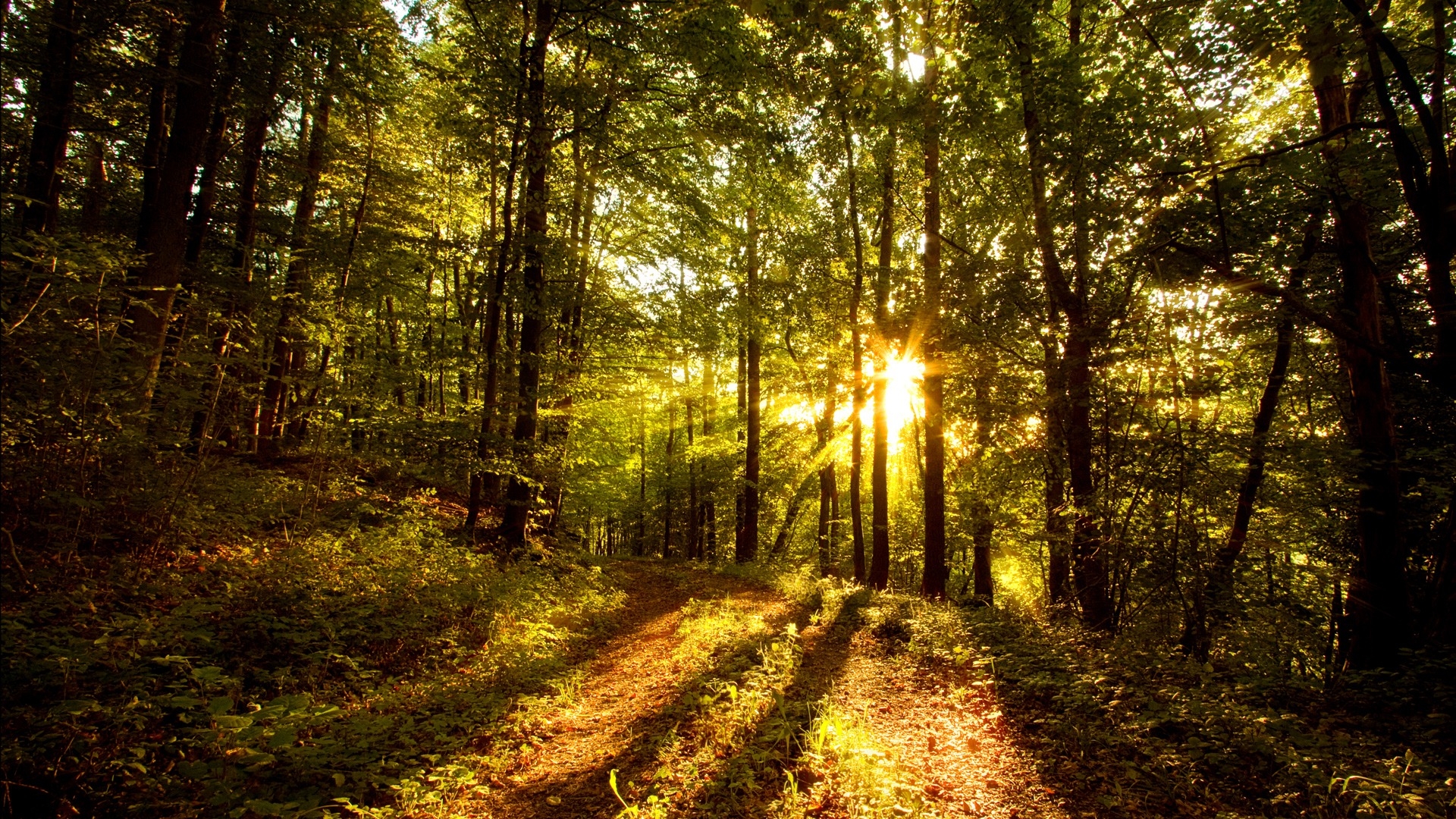 1920x1080 Forest Sun Wallpaper Landscape Nature Wallpaper in jpg format, Desktop