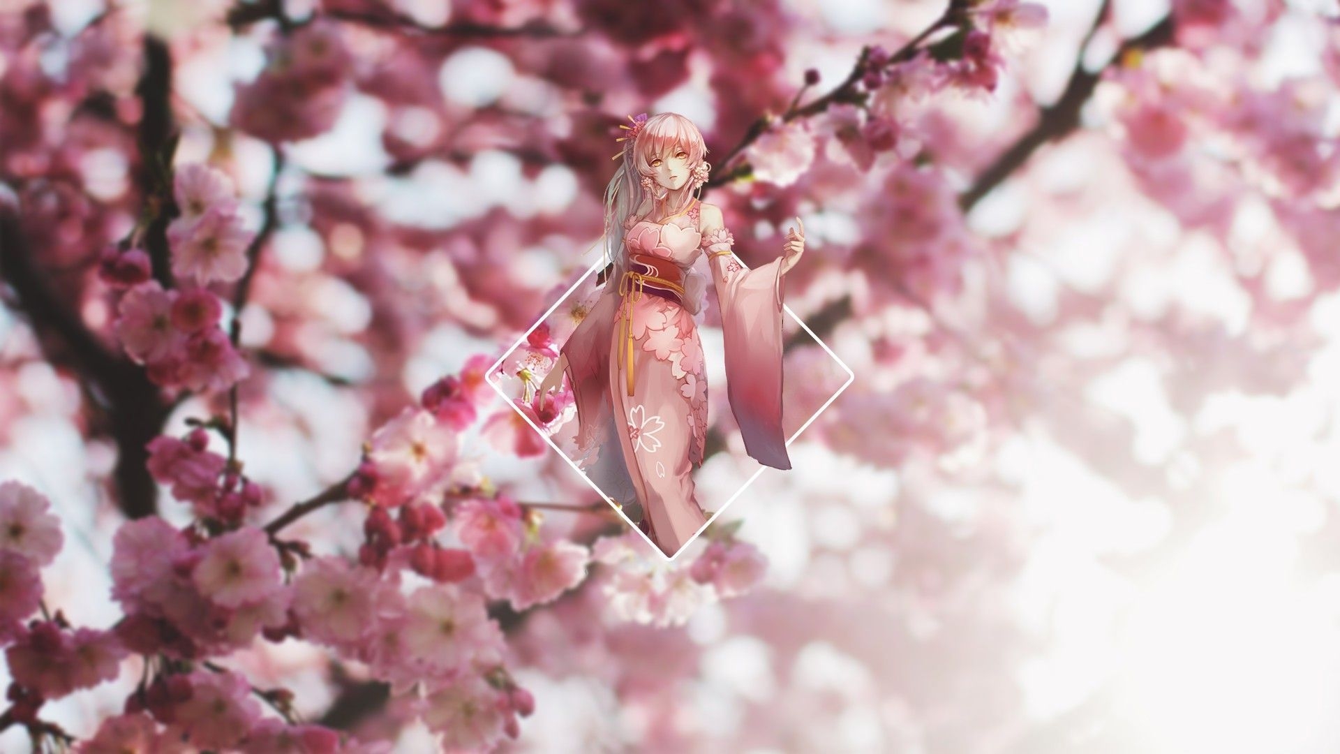 1920x1080 Anime Cherry Blossom Wallpaper, Desktop