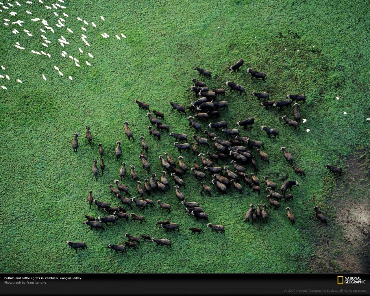 1280x1030 Wildlife in Luangwa Valley, Zambia, Desktop