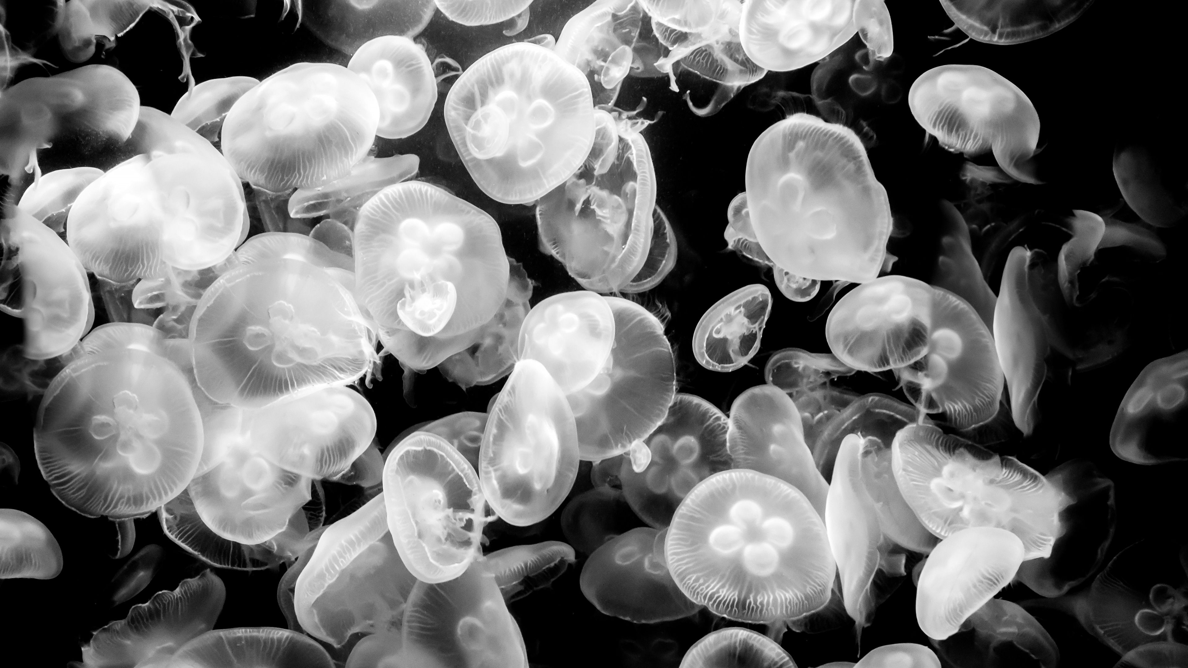 3840x2160 Jellyfish Medusozoa Black White 4K Ultra HD Desktop Wallpaper, Desktop