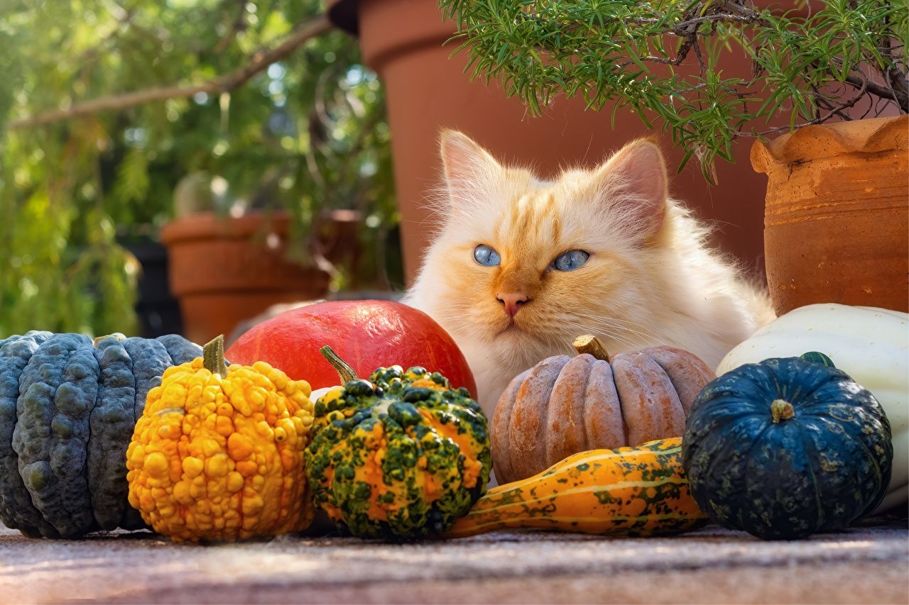 1280x860 Desktop Wallpaper Cats Pumpkin animal Staring, Desktop