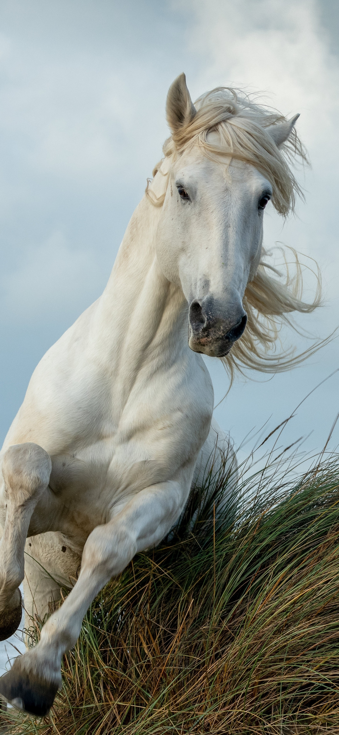 1130x2440 Download white horse, run, animal  wallpaper, iphone x,  HD image, background, 26277, Phone