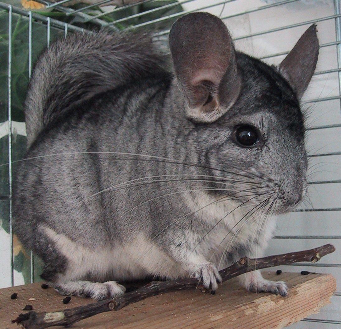 1100x1060 Chinchilla, Desktop