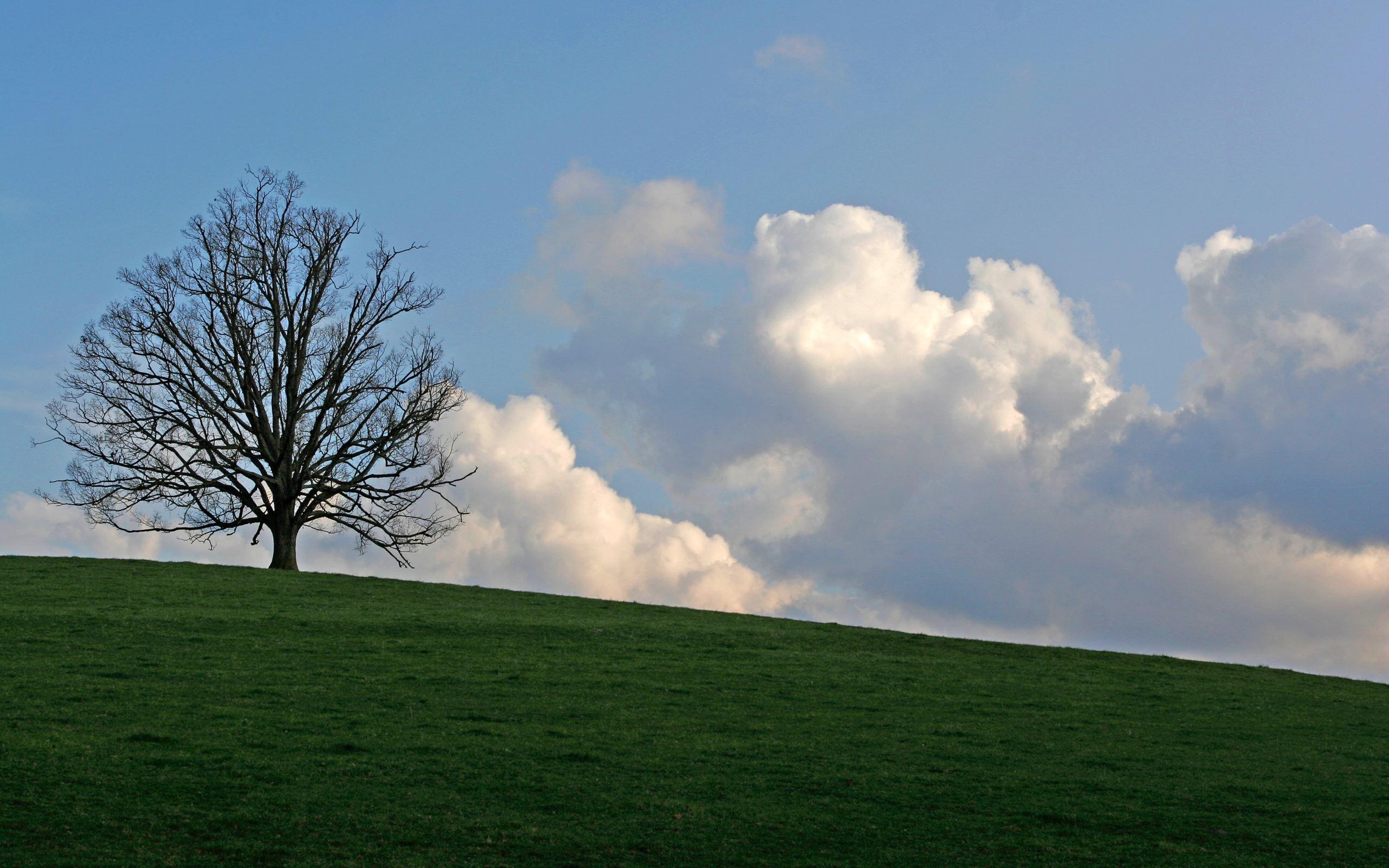 2560x1600 Tree on the hill wallpaper. Tree on the hill, Desktop