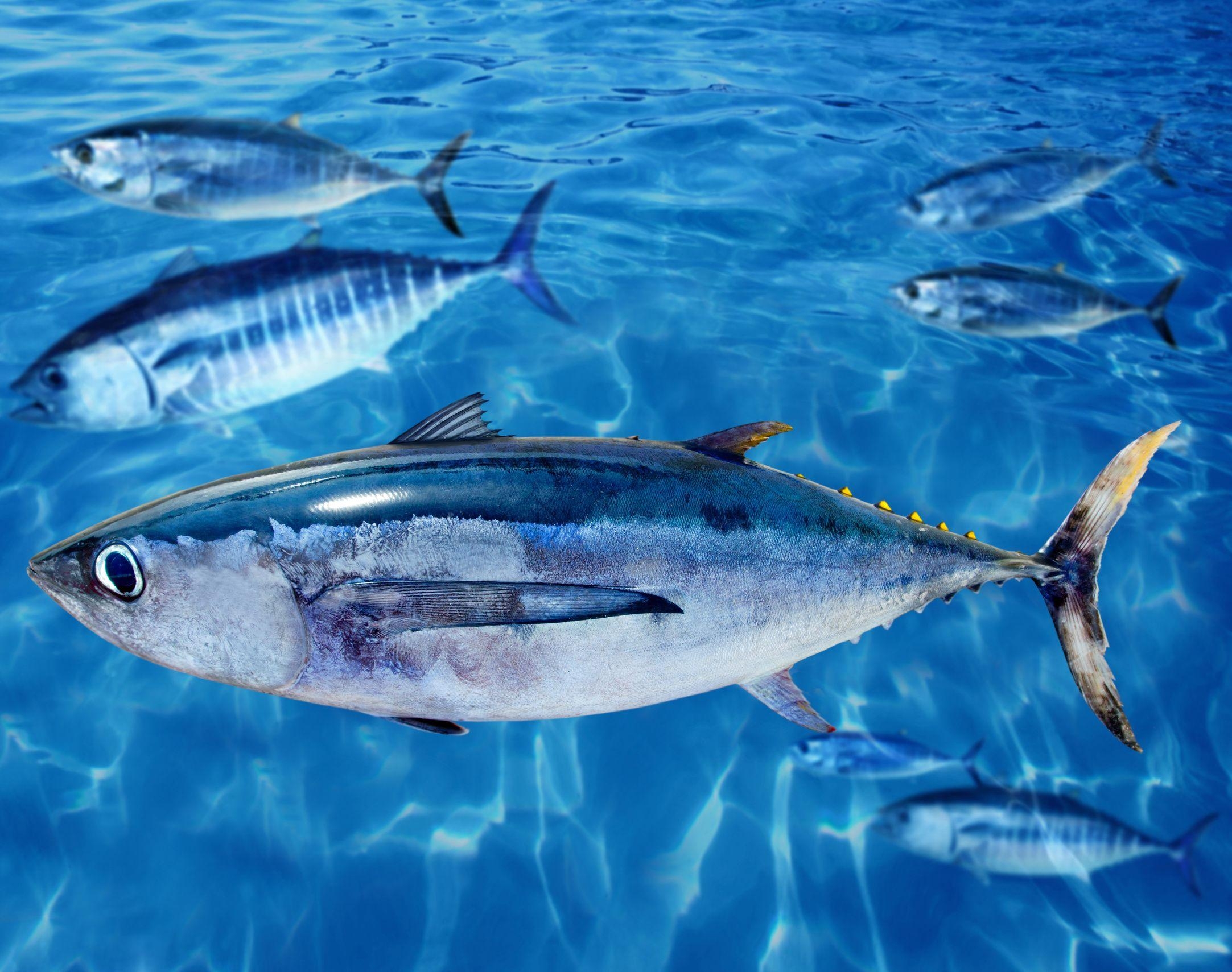 2170x1710 Albacore in ocean photo and wallpaper. Cute Albacore in ocean picture, Desktop