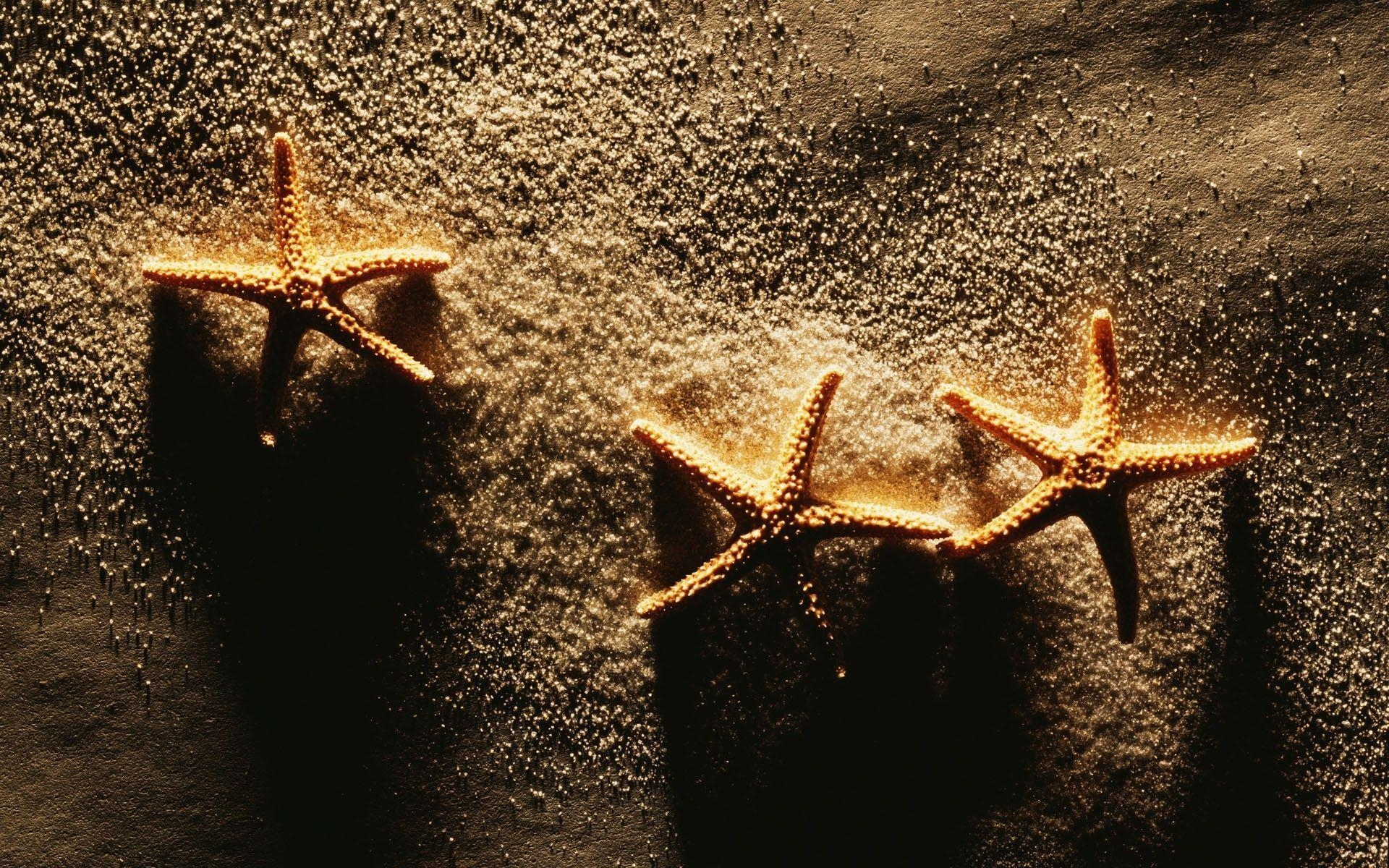 1920x1200 Download Sand Starfish Wallpaper, Desktop