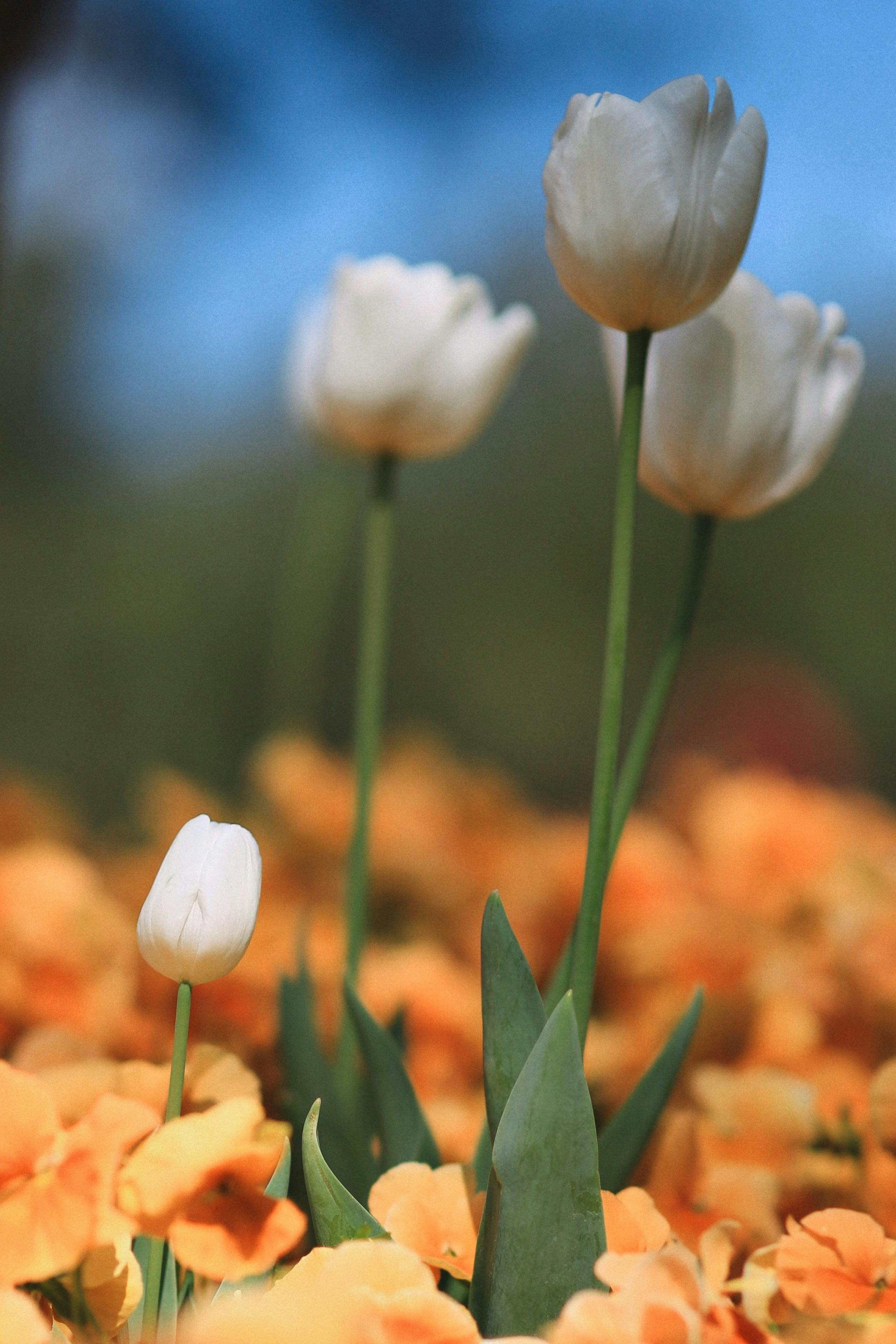 2610x3910 Beautiful Tulips in Garden · Free Stock, Phone