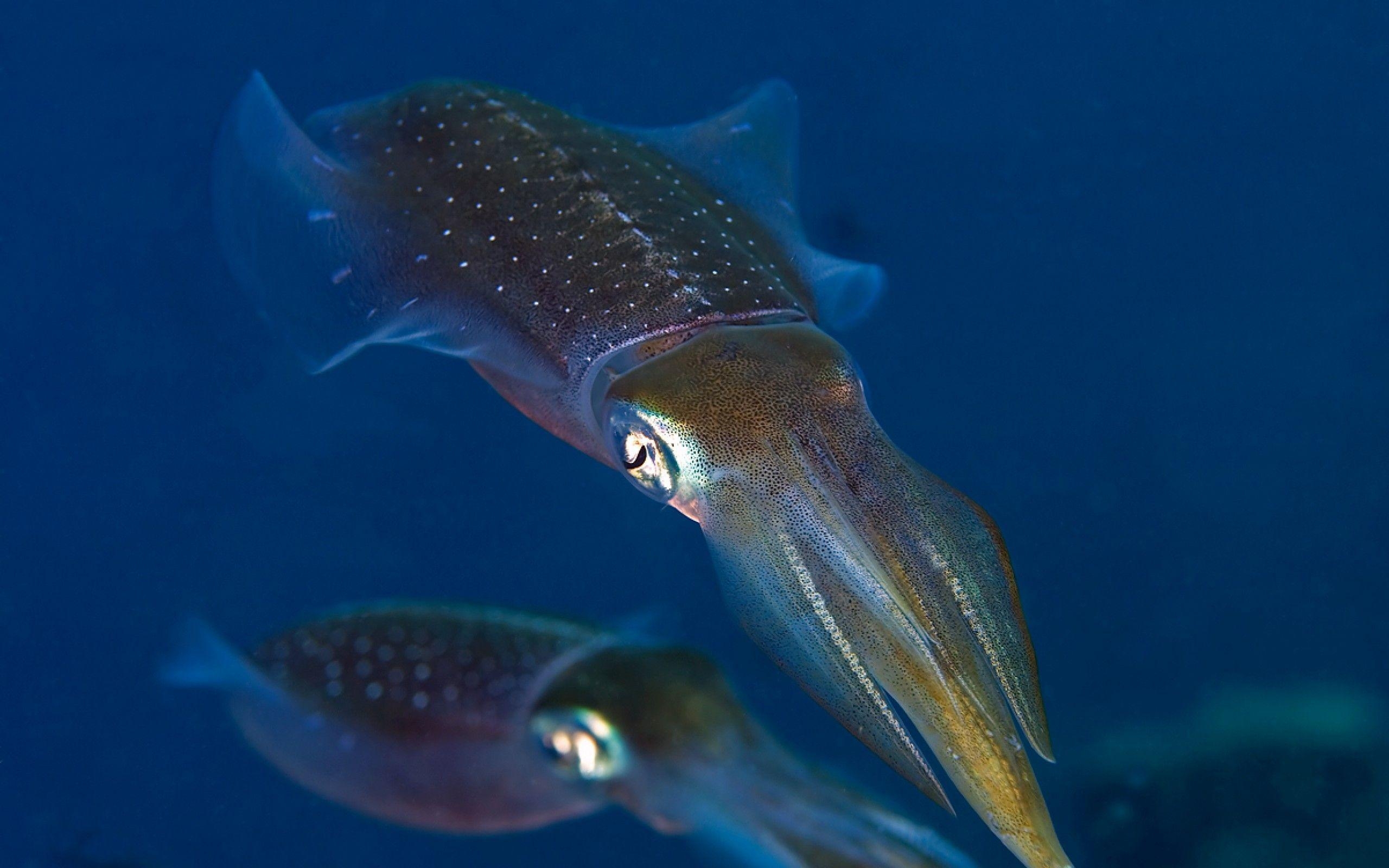 2560x1600 Reef Squid Pair wallpaper, Desktop