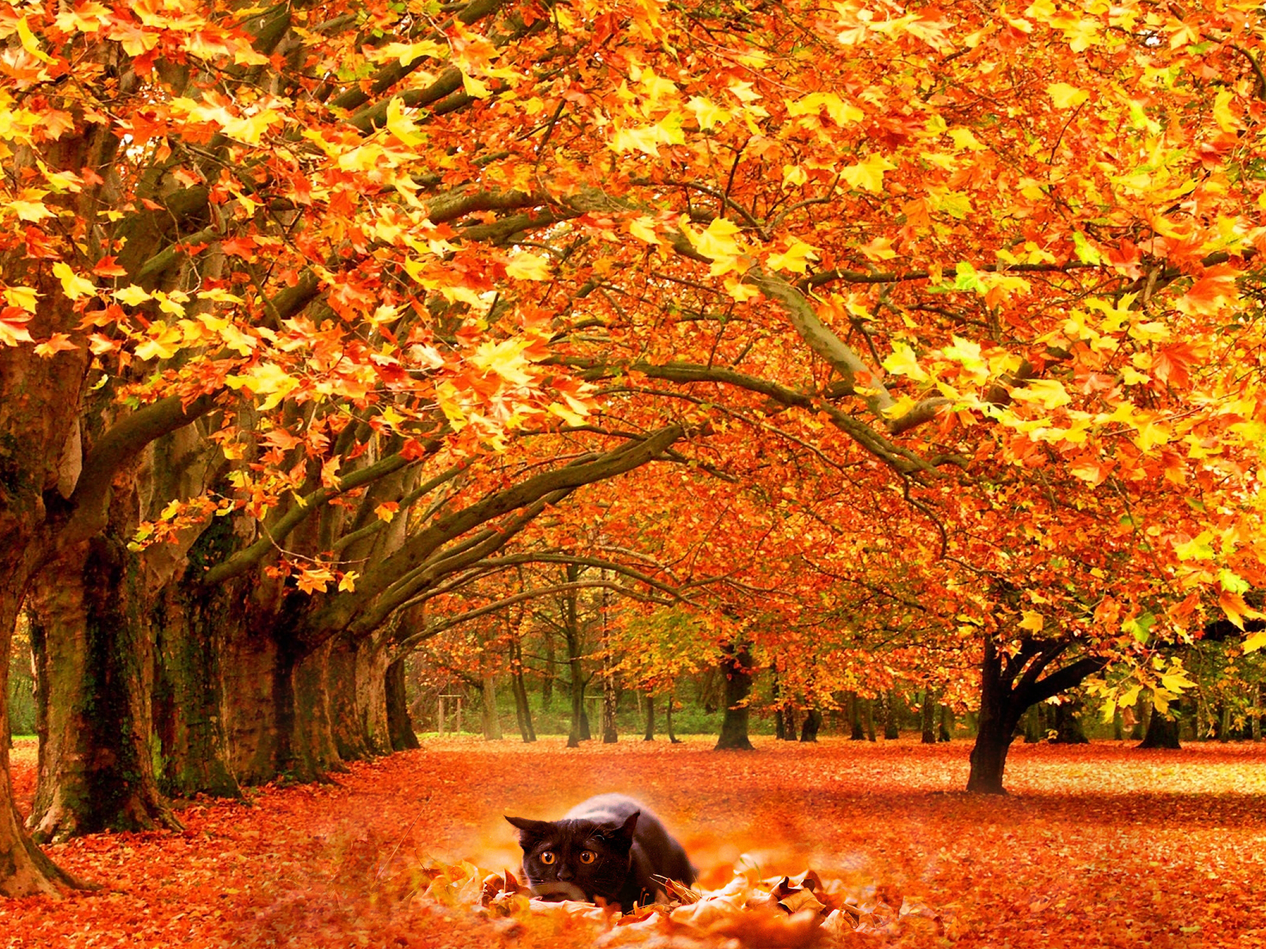 1800x1350 Autumn Wallpaper Download, Desktop