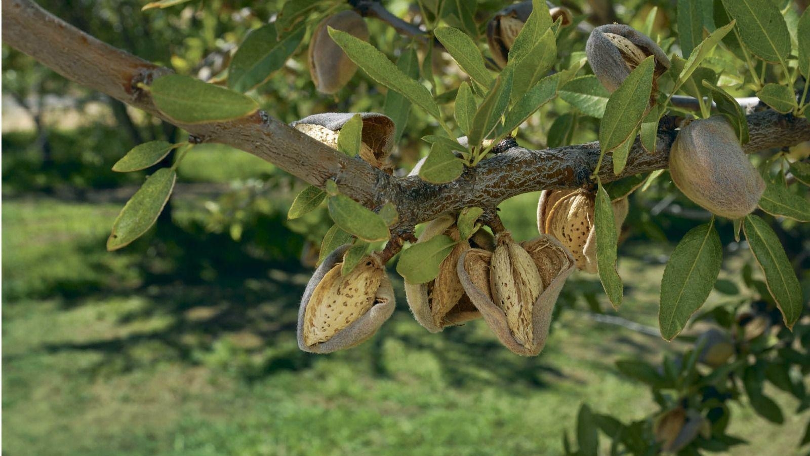 1600x900 Almonds (and Marzipan) for Tu B'Shvat, Desktop