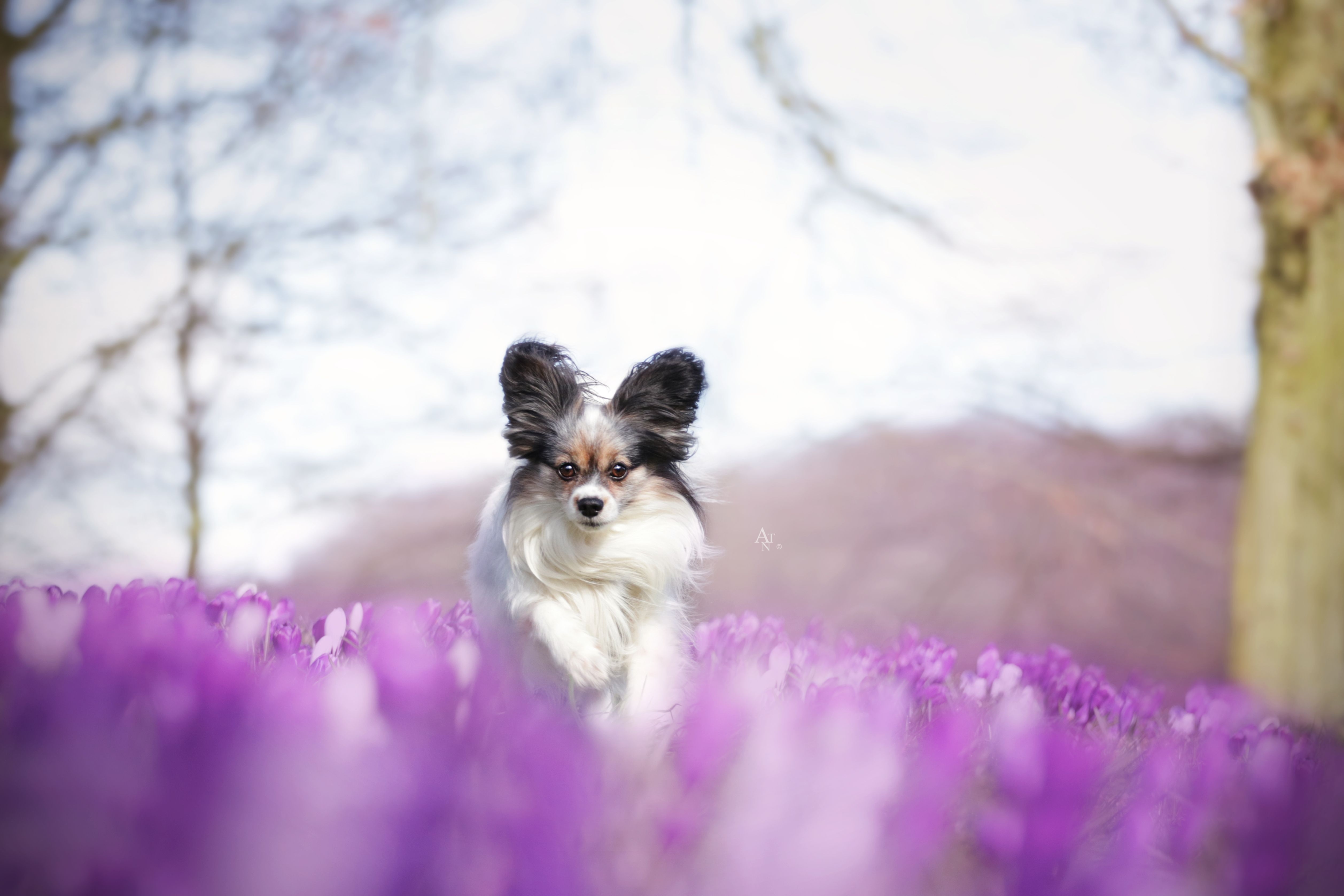 5030x3360 Wallpaper, spring, purple, pink, white, beautiful, beauty, flowers, flower, dog, dogs, pet, Pets, animal, animals, papillon, Canon, canon7dm cute, colors, adorable, adventure, lovely, light, love, Desktop