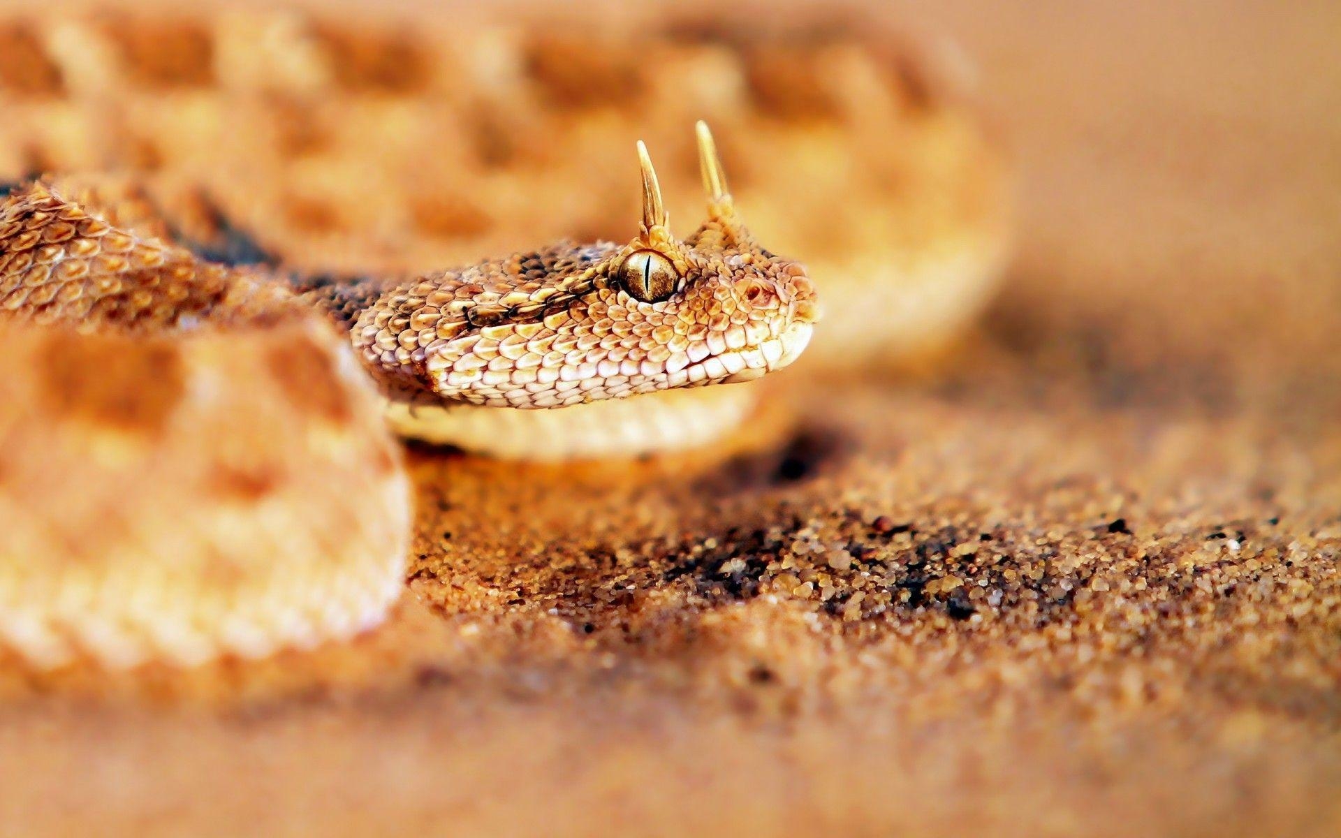 1920x1200 Rattlesnake HD Wallpaper. Rattlesnake Picture, Image. Cool, Desktop