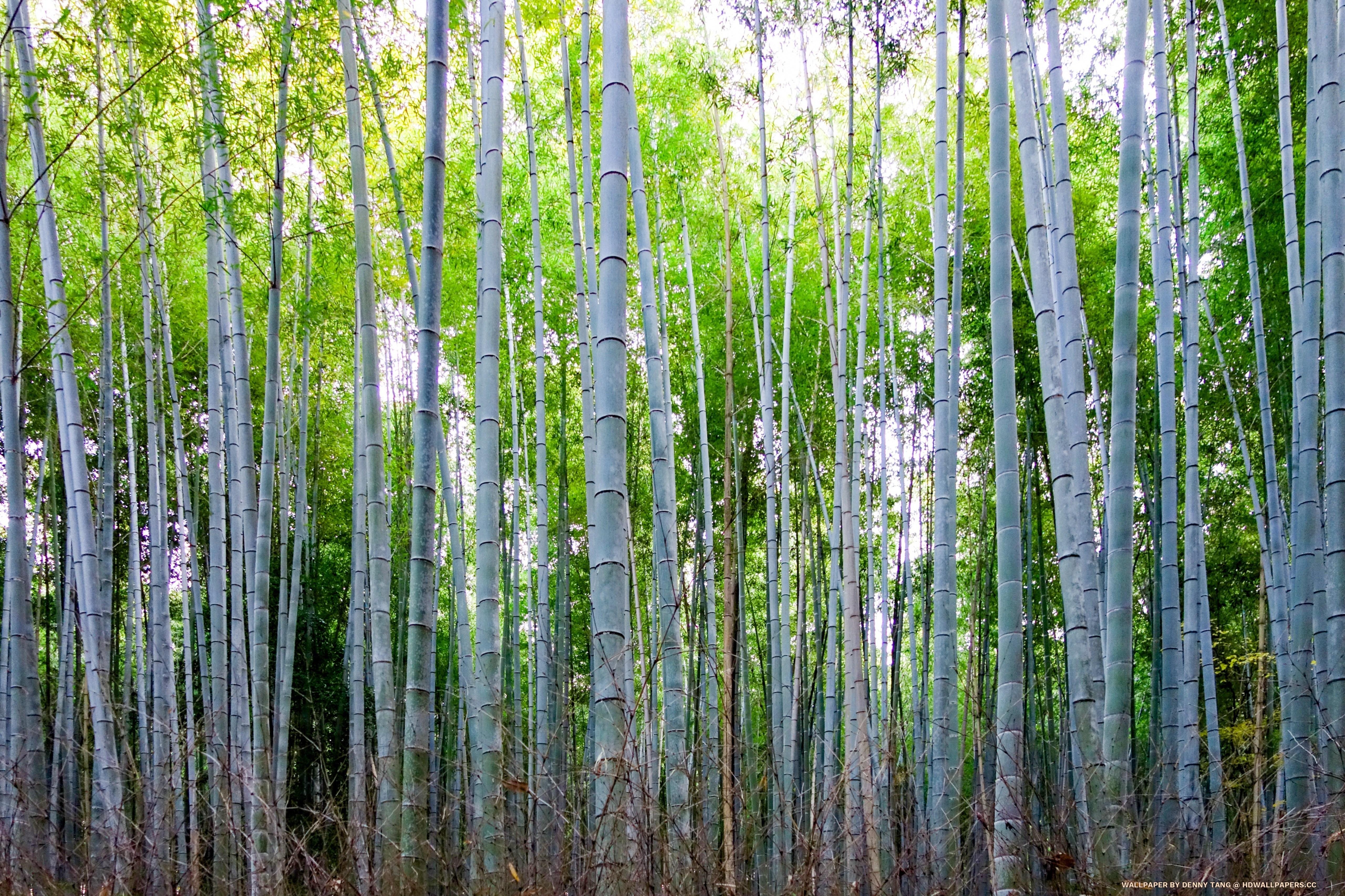 5120x3420 Arashiyama Bamboo Goove, Desktop