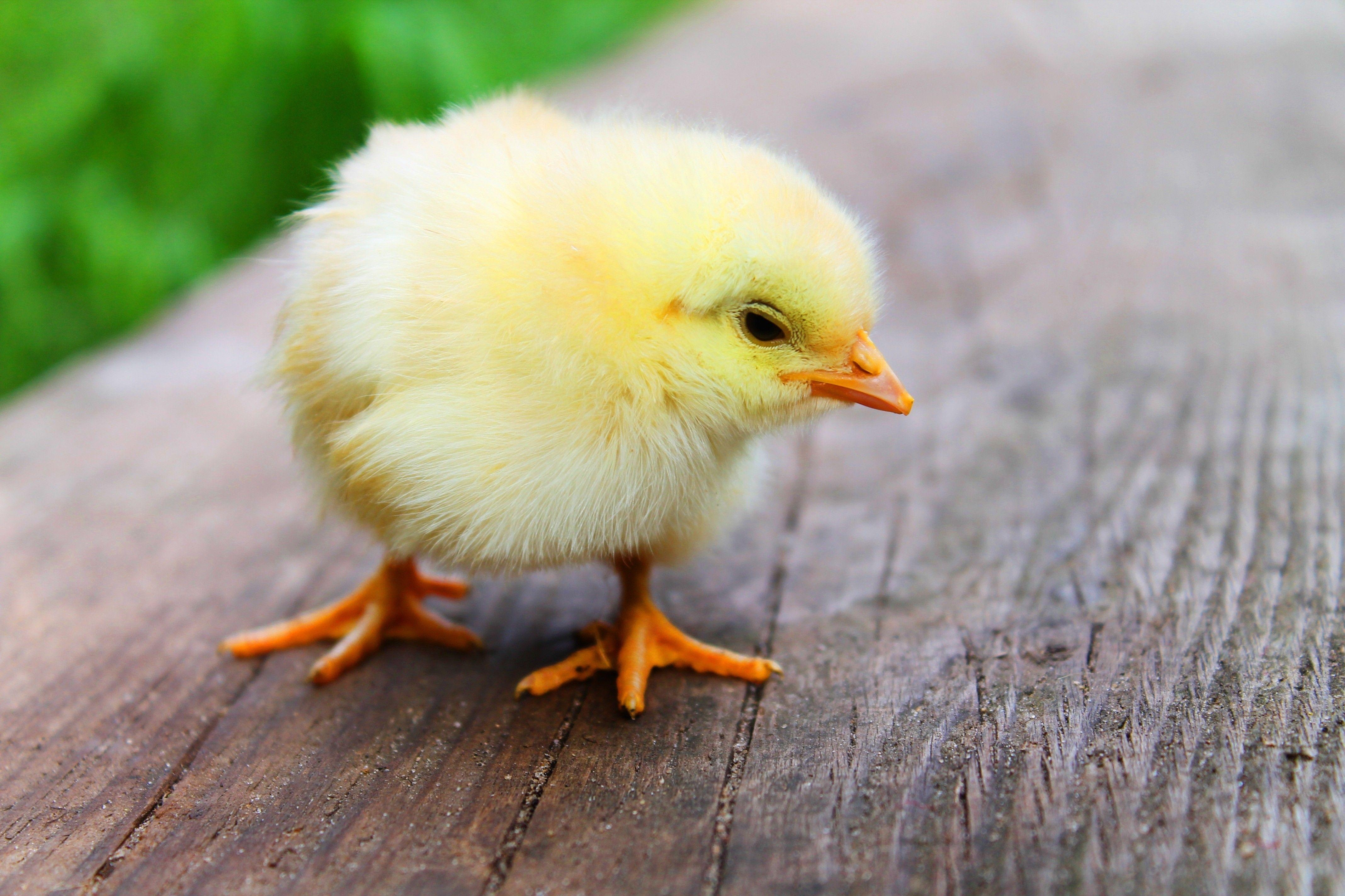 4280x2850 baby hen animal wallpaper free HD download. HD Wallpaper co. Baby, Desktop