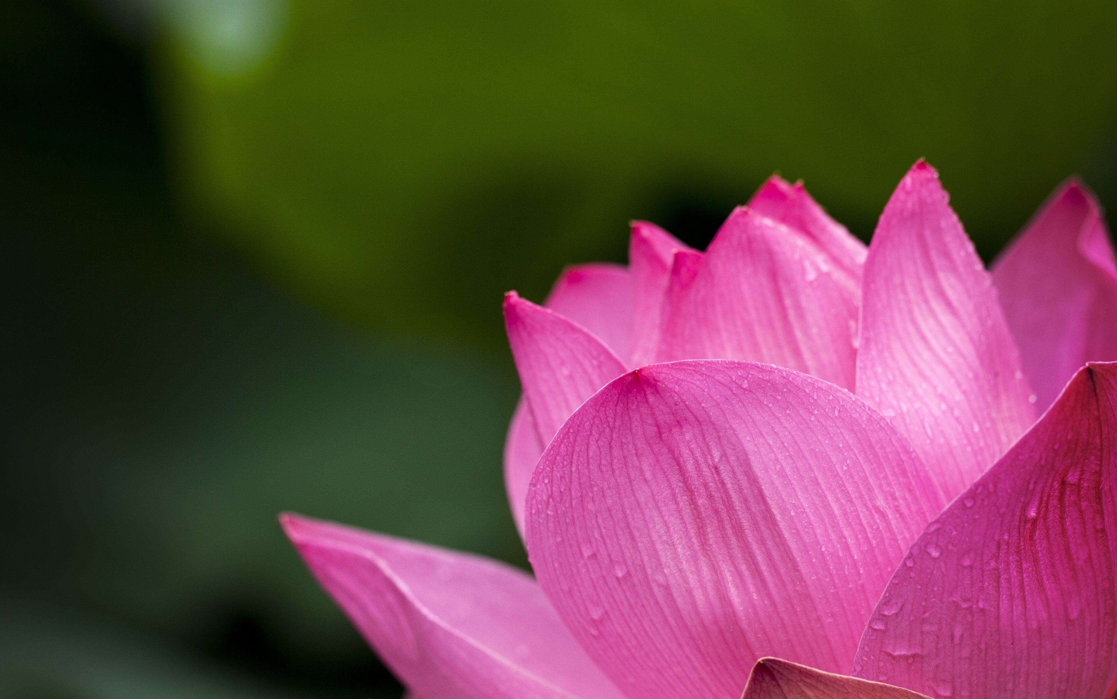 3840x2410 Pink Lotus Flower 4K Wallpaper. HD Wallpaper Background, Desktop