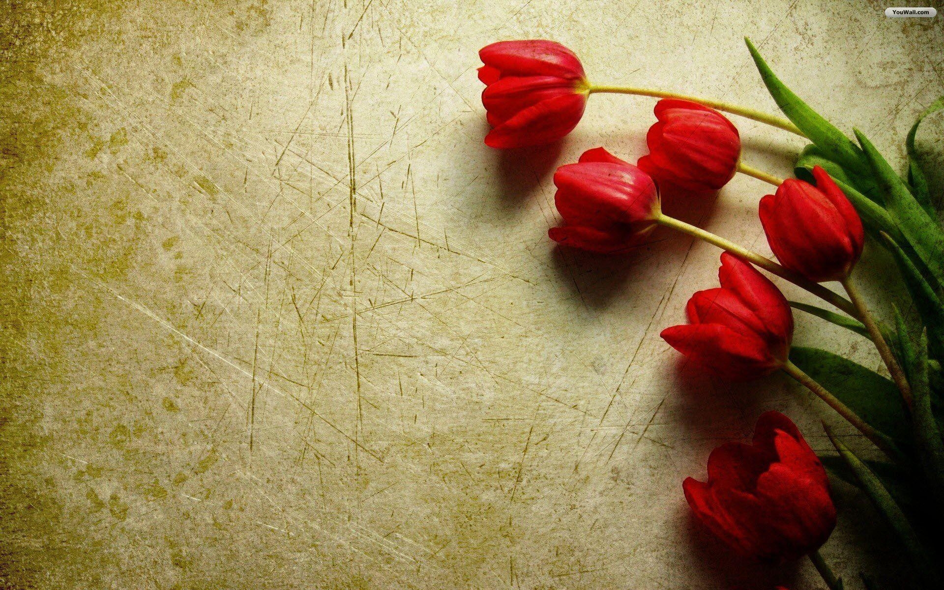 1920x1200 Red Tulip Wallpaper 6810 Background. Widebackground, Desktop