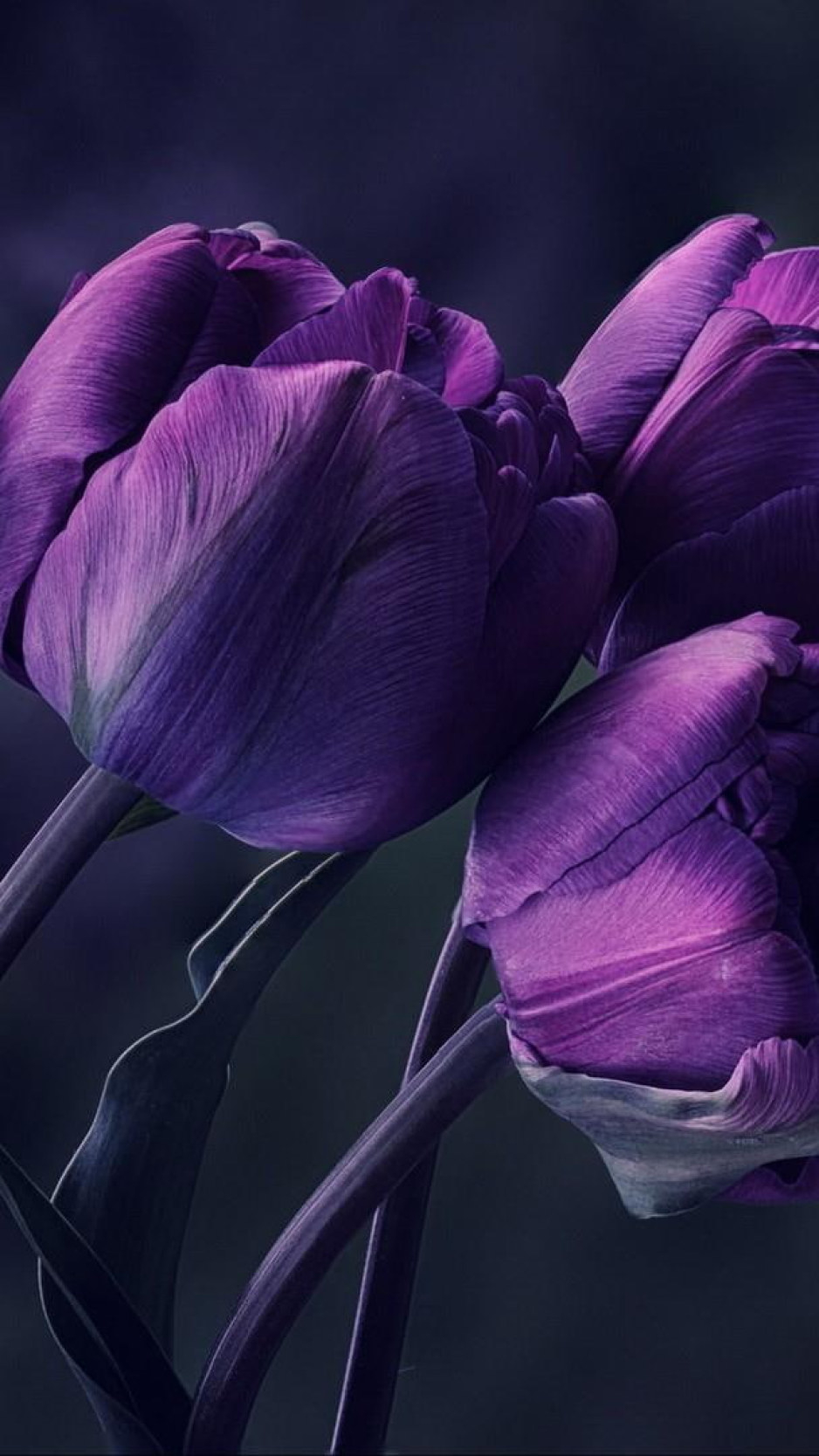 940x1670 Purple Tulip Flower, Tulips, Particular, Special, Beautyful, Amazing Wallpaper • Wallpaper For You, Phone