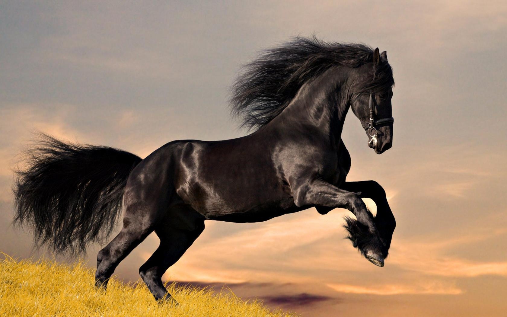 1680x1050 Running Horses Wallpaper HD, image collections of wallpaper, Desktop