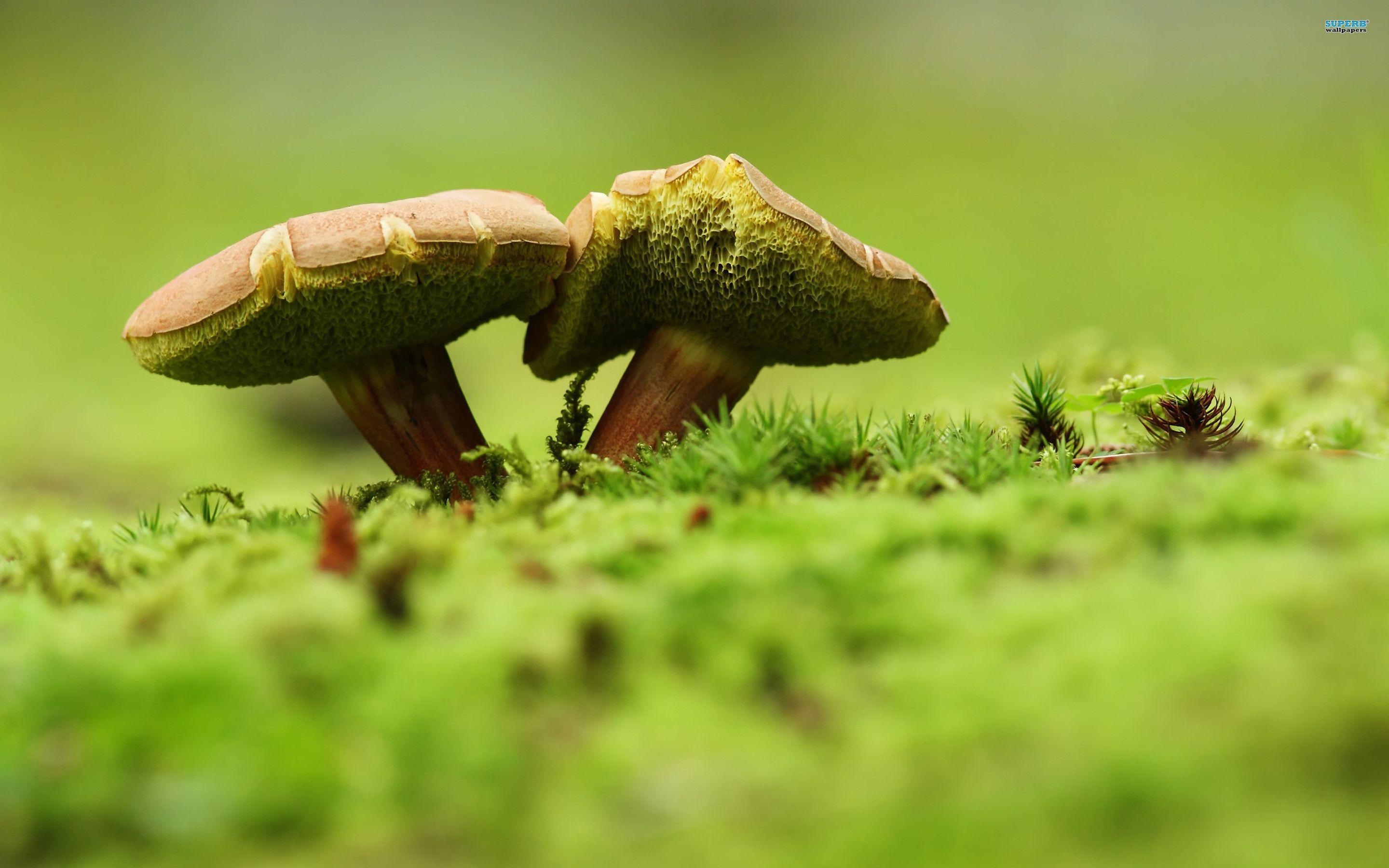 2880x1800 Mushrooms Wallpaper Full HD, Desktop