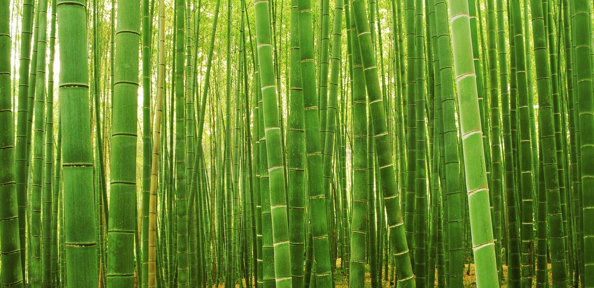 1920x940 Sagano Bamboo Forest Wallpaper, Dual Screen