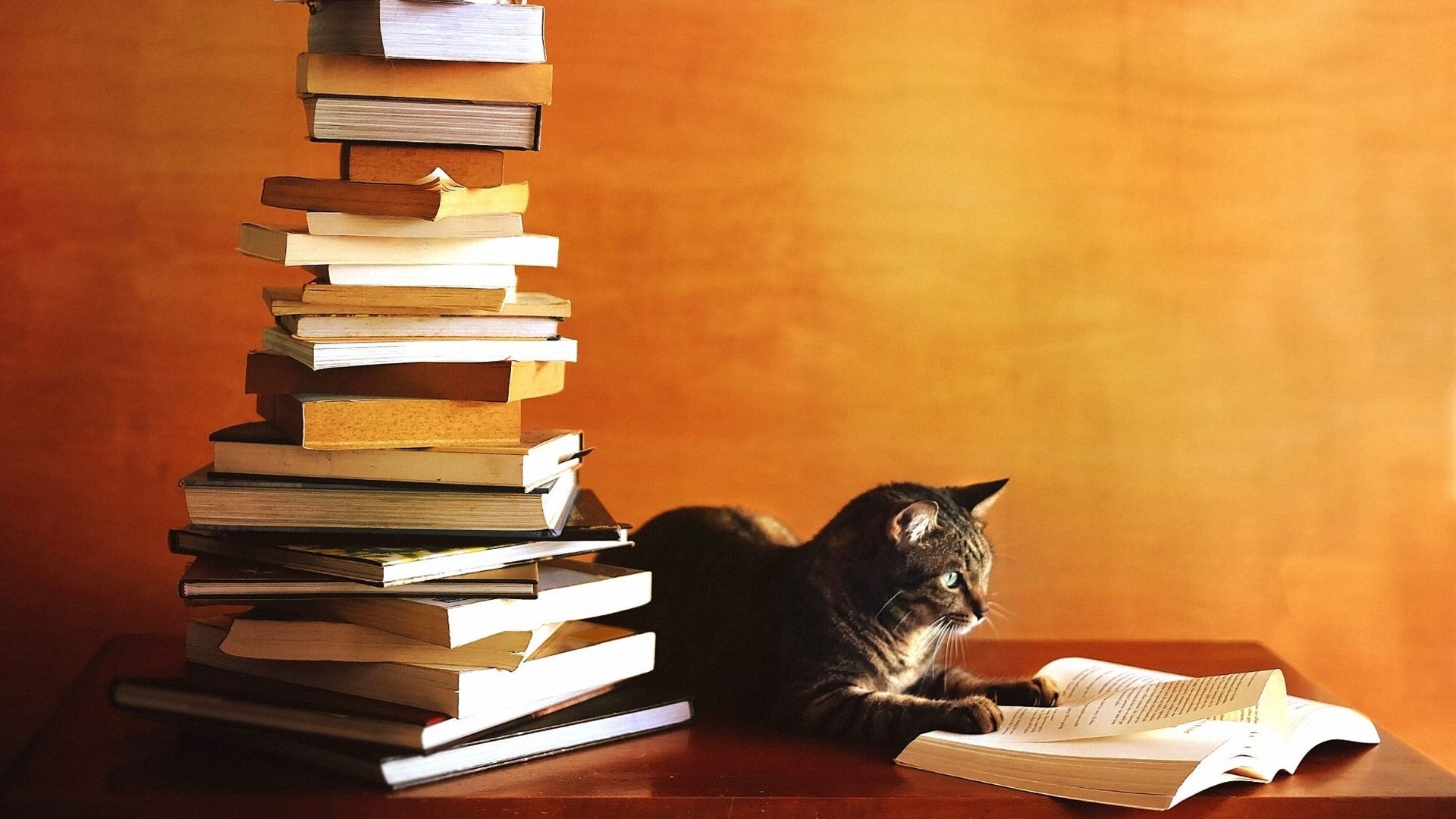 1920x1080 Wallpaper Cat study hard, reading book 1920x1200 HD Picture, Image, Desktop