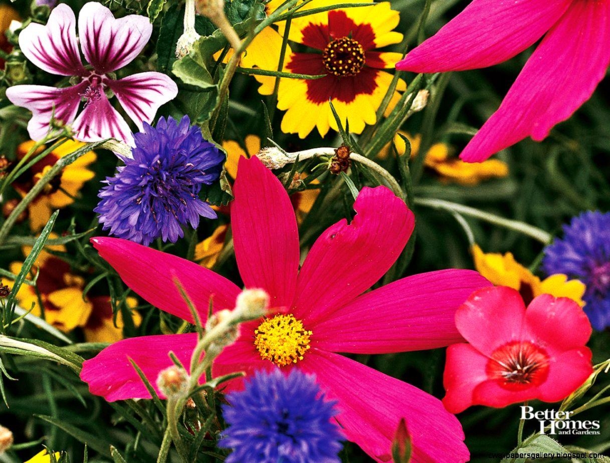 1220x930 Summer Wildflowers Wallpaper, Desktop