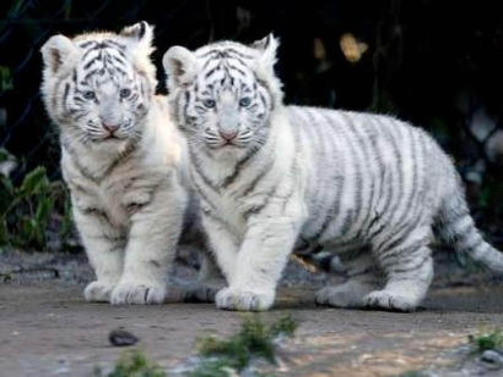 1600x1200 Baby White Tiger wallpaperx1200. Download, Desktop