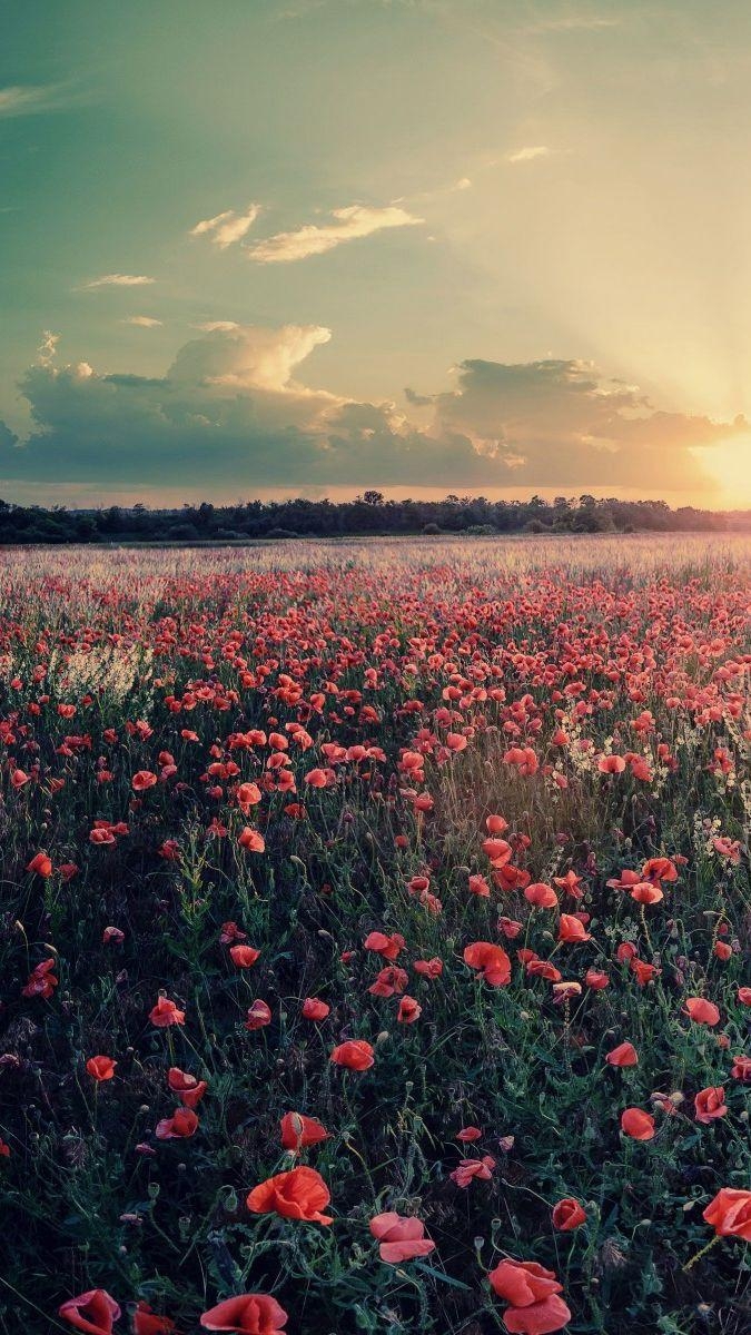 680x1200 Flowers Farms Sunshine Sunset IPhone Wallpaper. Sunset Iphone, Phone