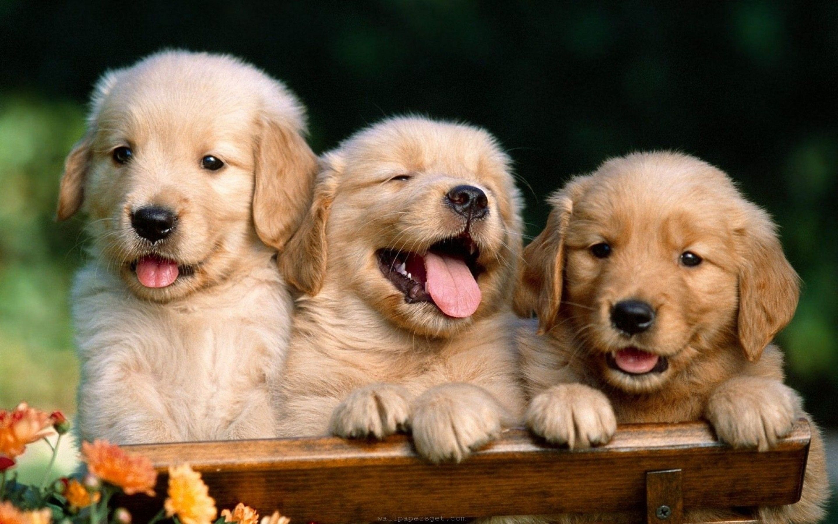 2880x1800 Dogs Wallpaper Free Dogs Background, Desktop