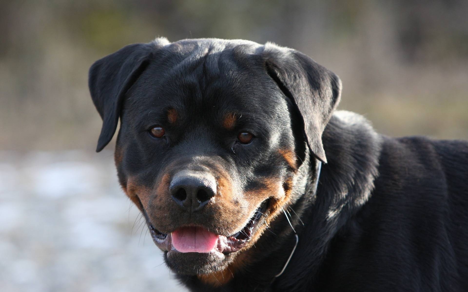 1920x1200 Rottweiler Wallpaper HD 2, Desktop