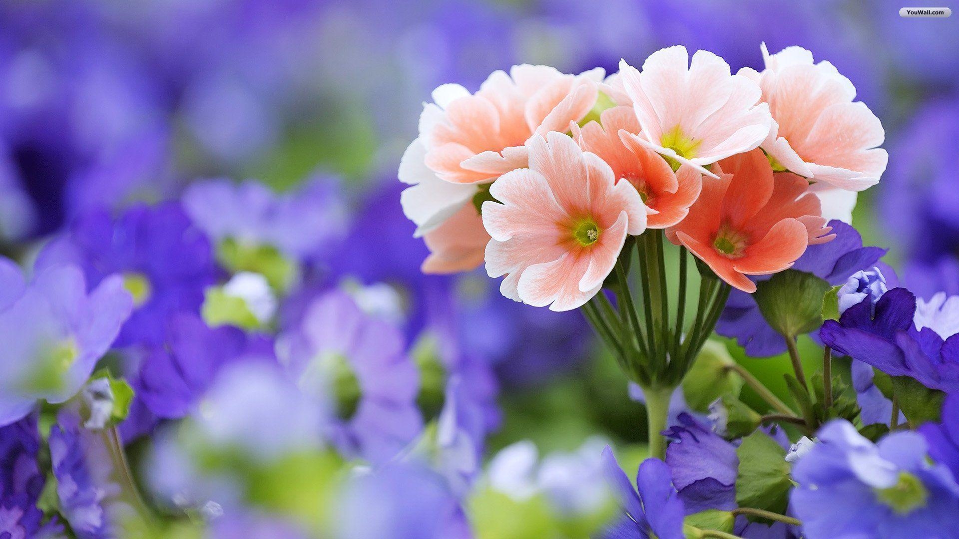 1920x1080 Free 800x600 Pretty Flower Wallpaper / Background To Download, Desktop