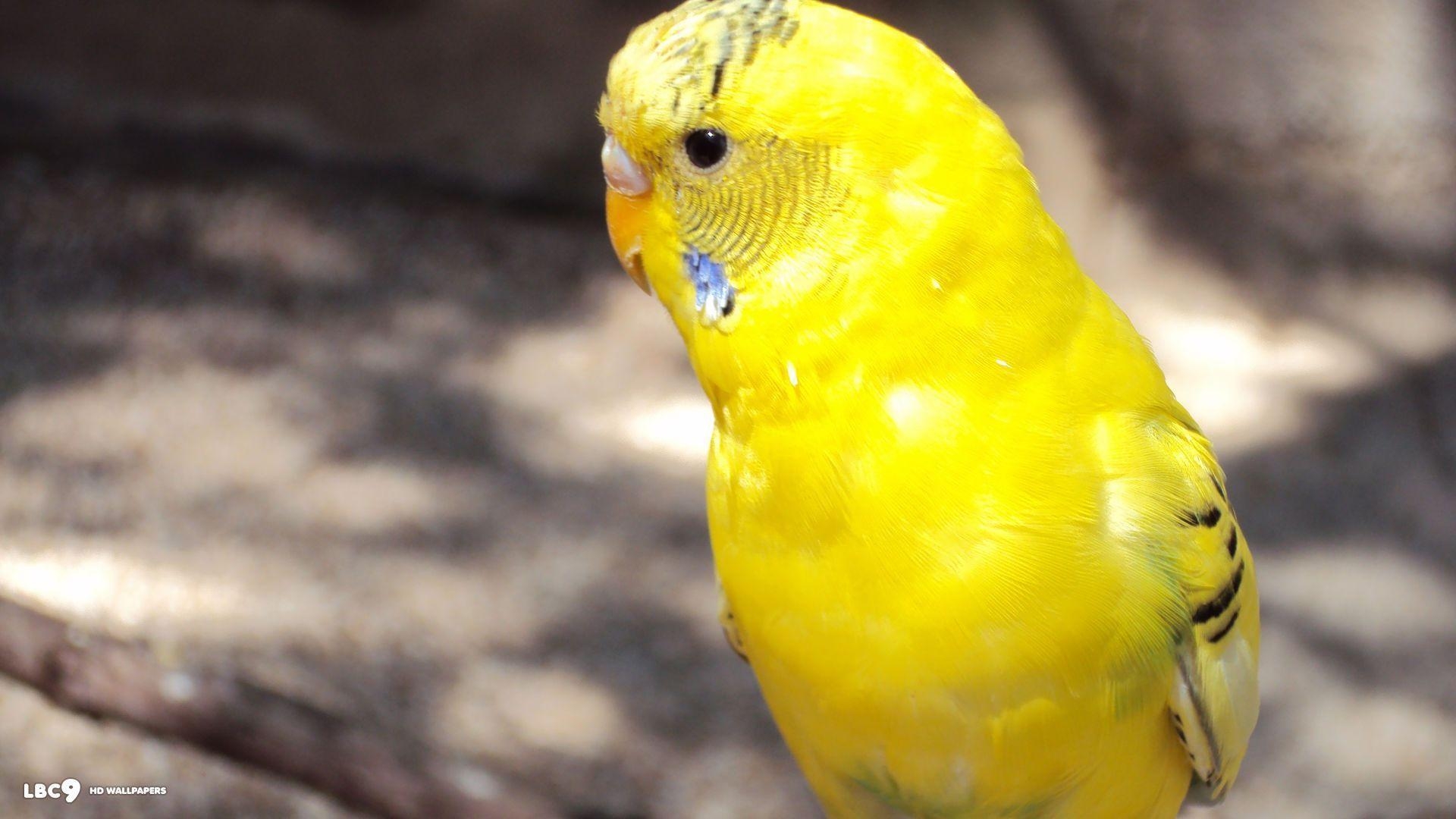 1920x1080 Download Cute Yellow Parakeet Bird HD Wallpaper Birds Wallpaper, Desktop