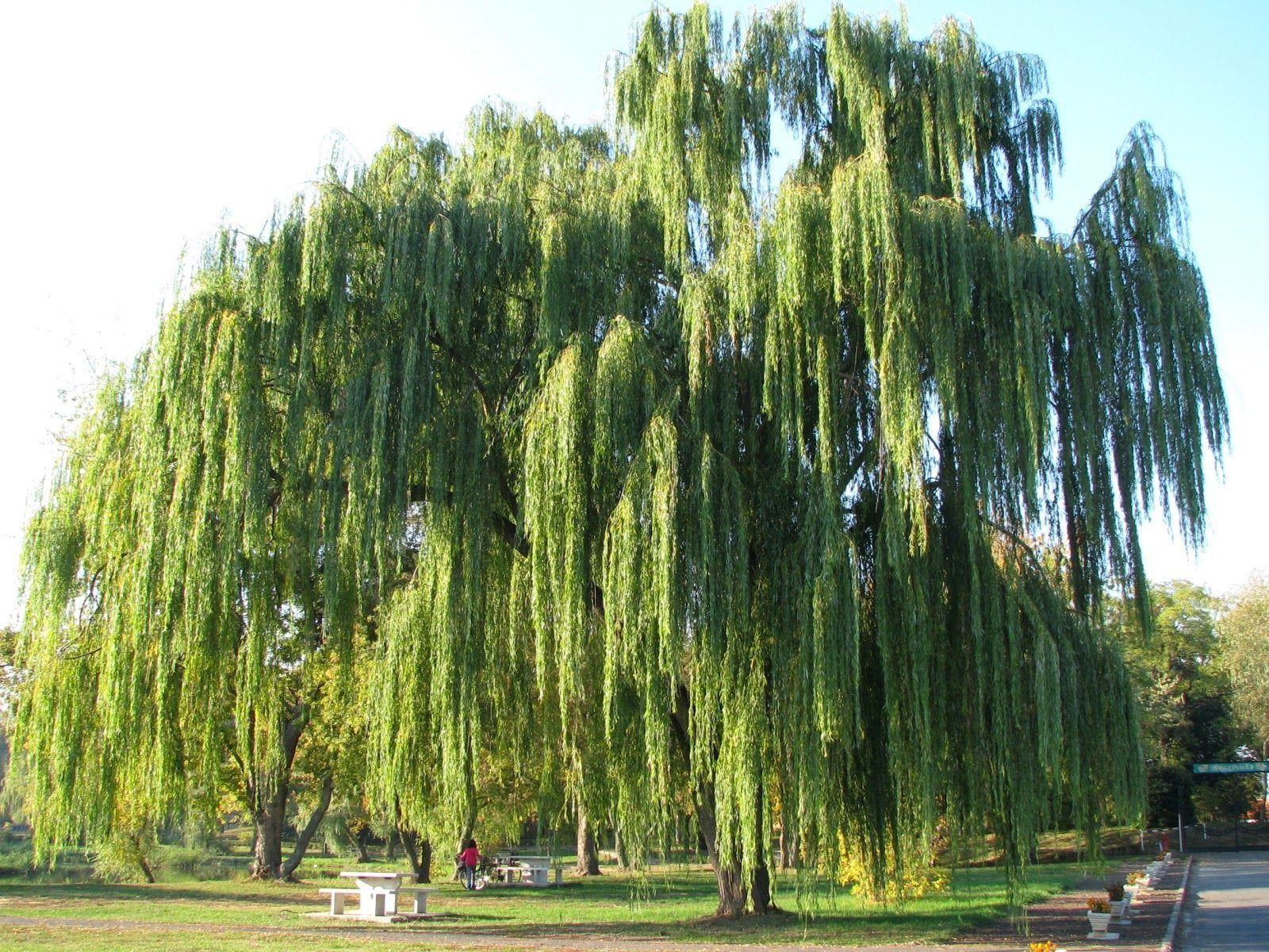 1600x1200 Free download Weeping Willow Tree Wallpaper The [] for your Desktop, Mobile & Tablet. Explore Weeping Willow Wallpaper. Willow Tree Wallpaper, Desktop