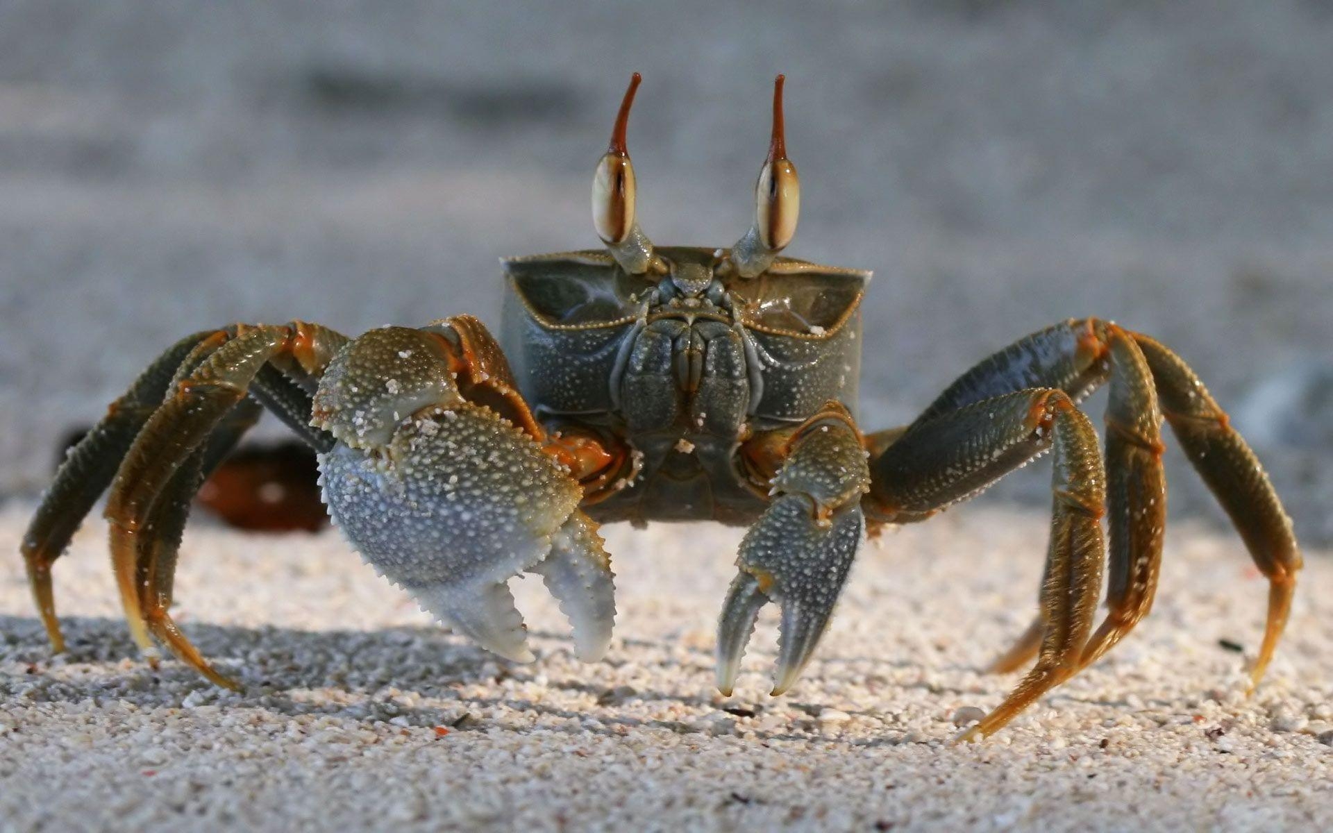 1920x1200 Desktop Wallpaper · Gallery · Animals · Crab life Image, Desktop